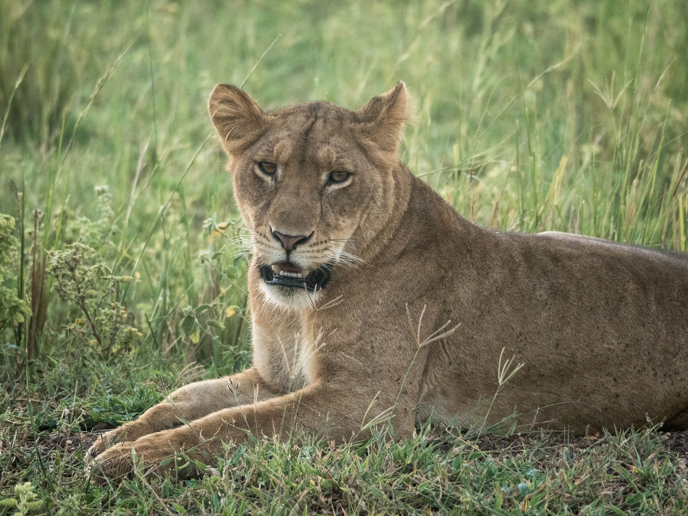 Murchison Falls - Lion