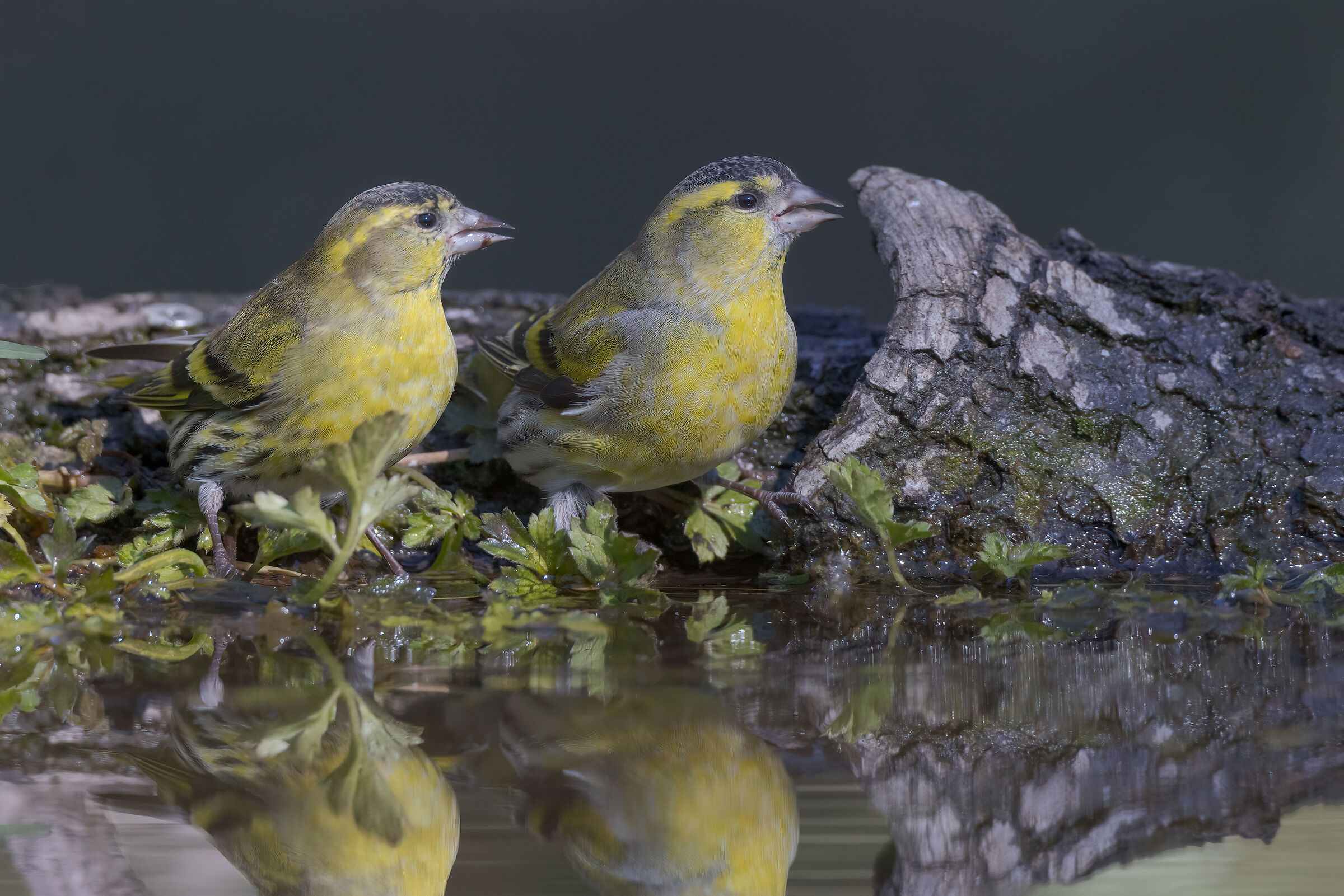 Lucherini all'abbeverata