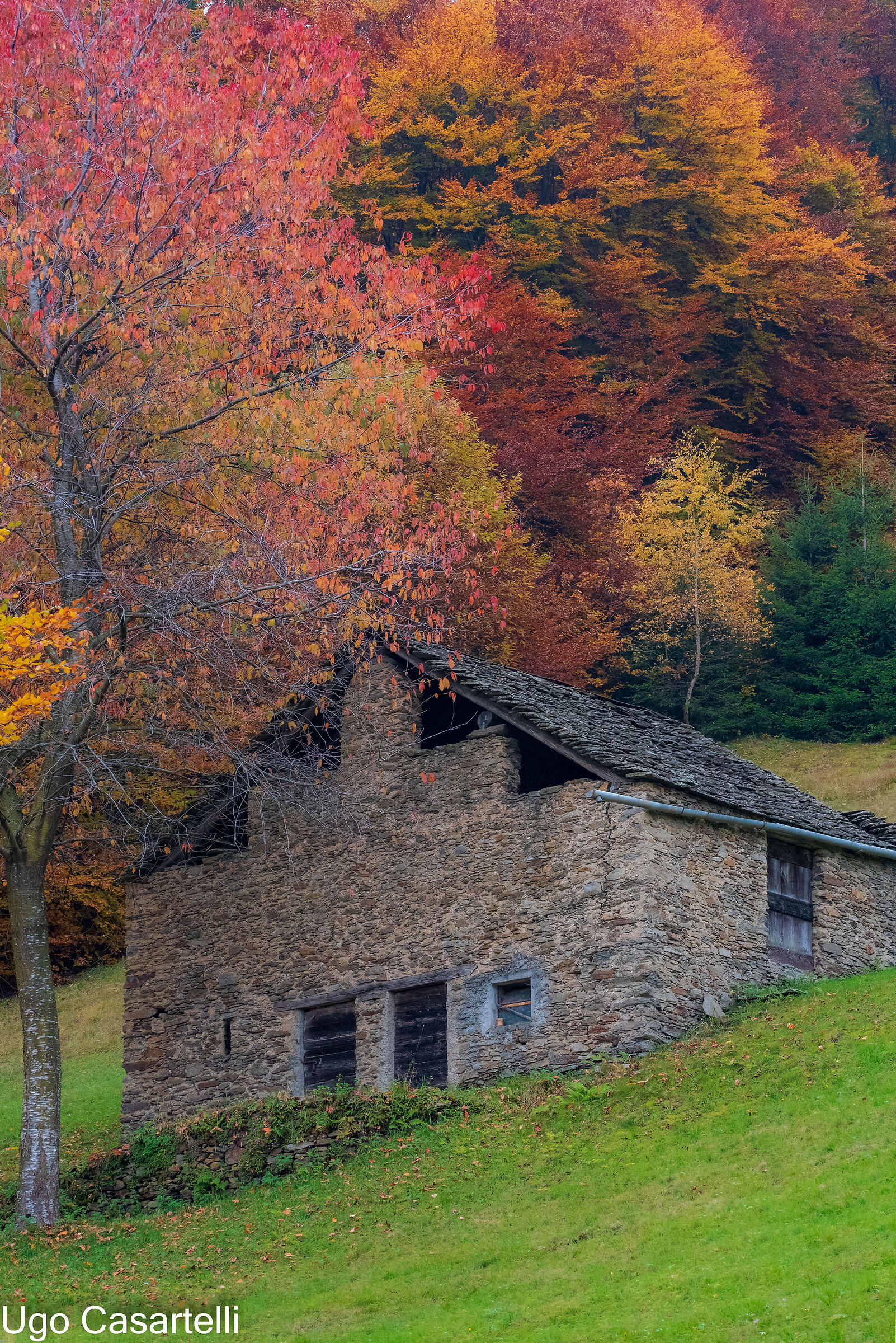 Al limitar del bosco