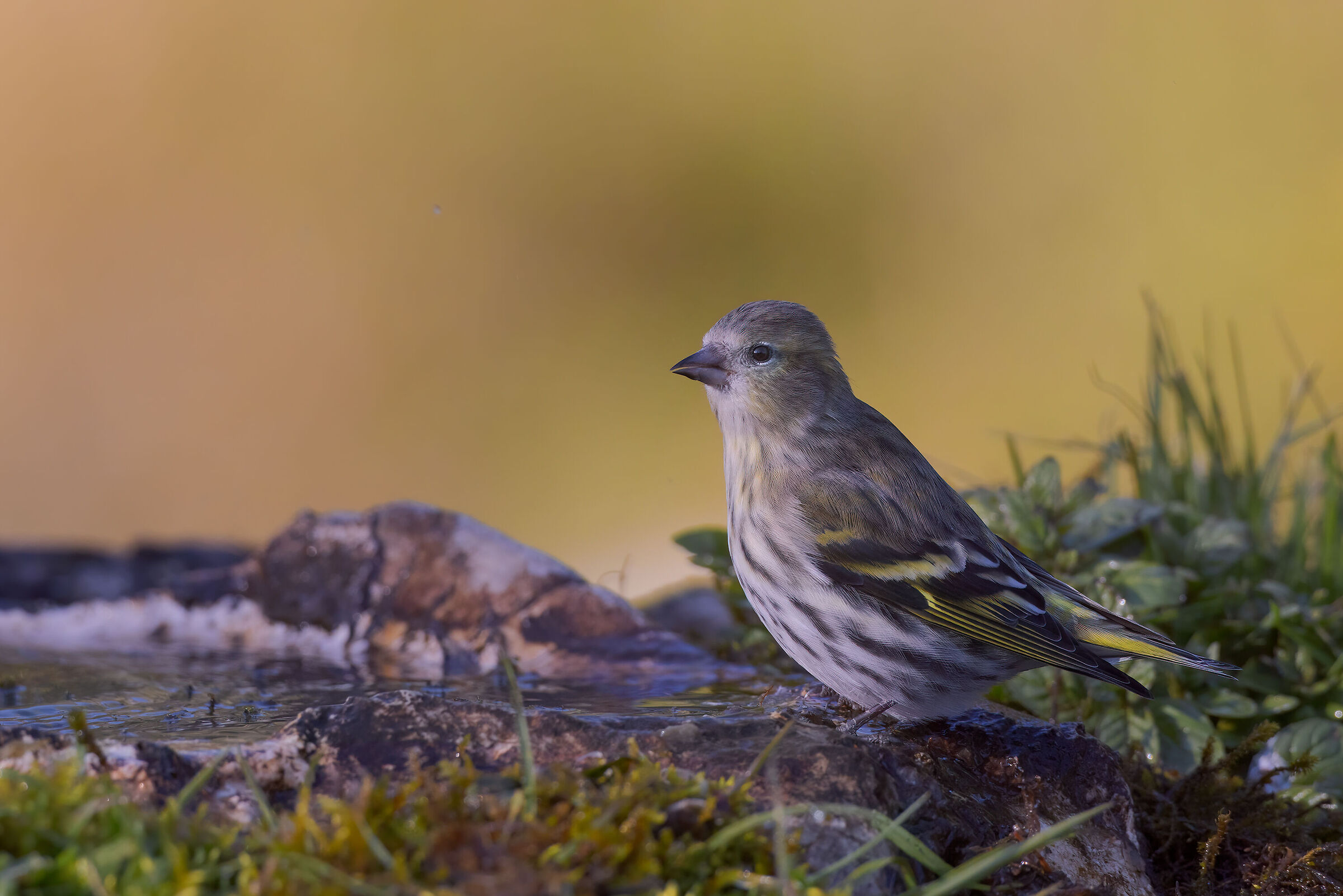 Lucherino ambientato