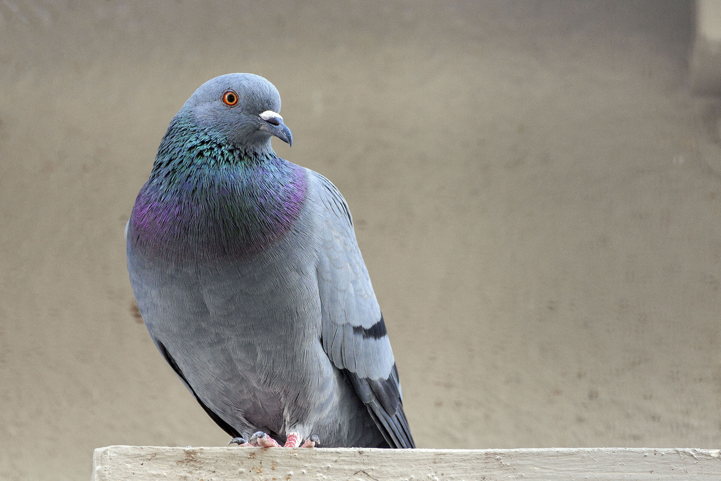 The Pigeon