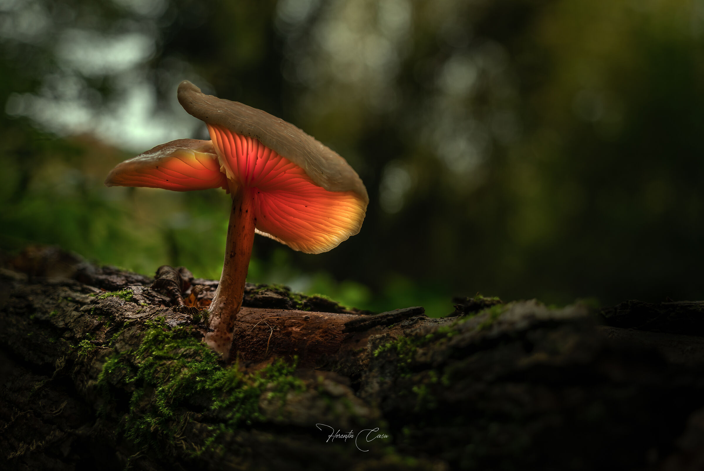 mushroom