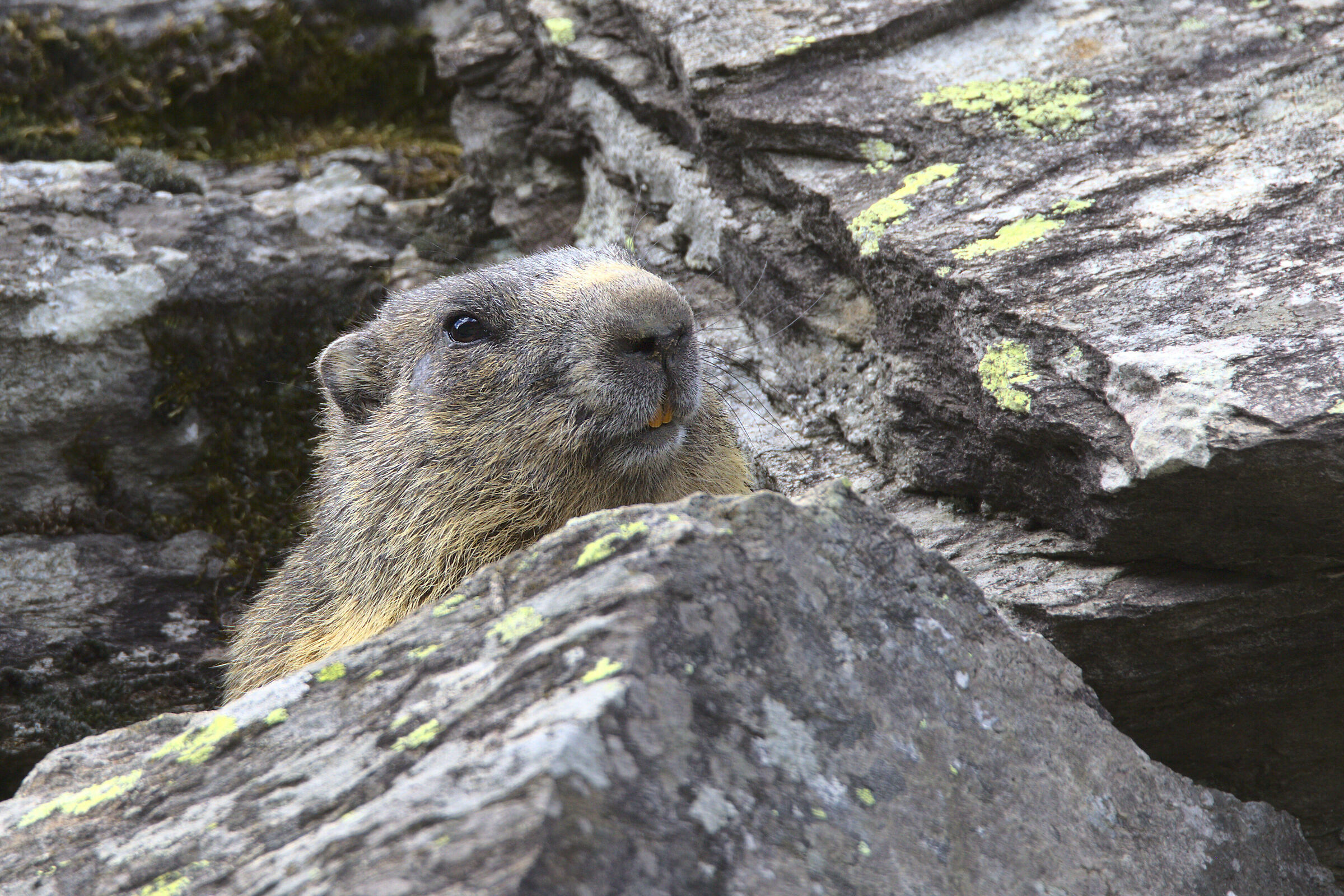 Marmotta