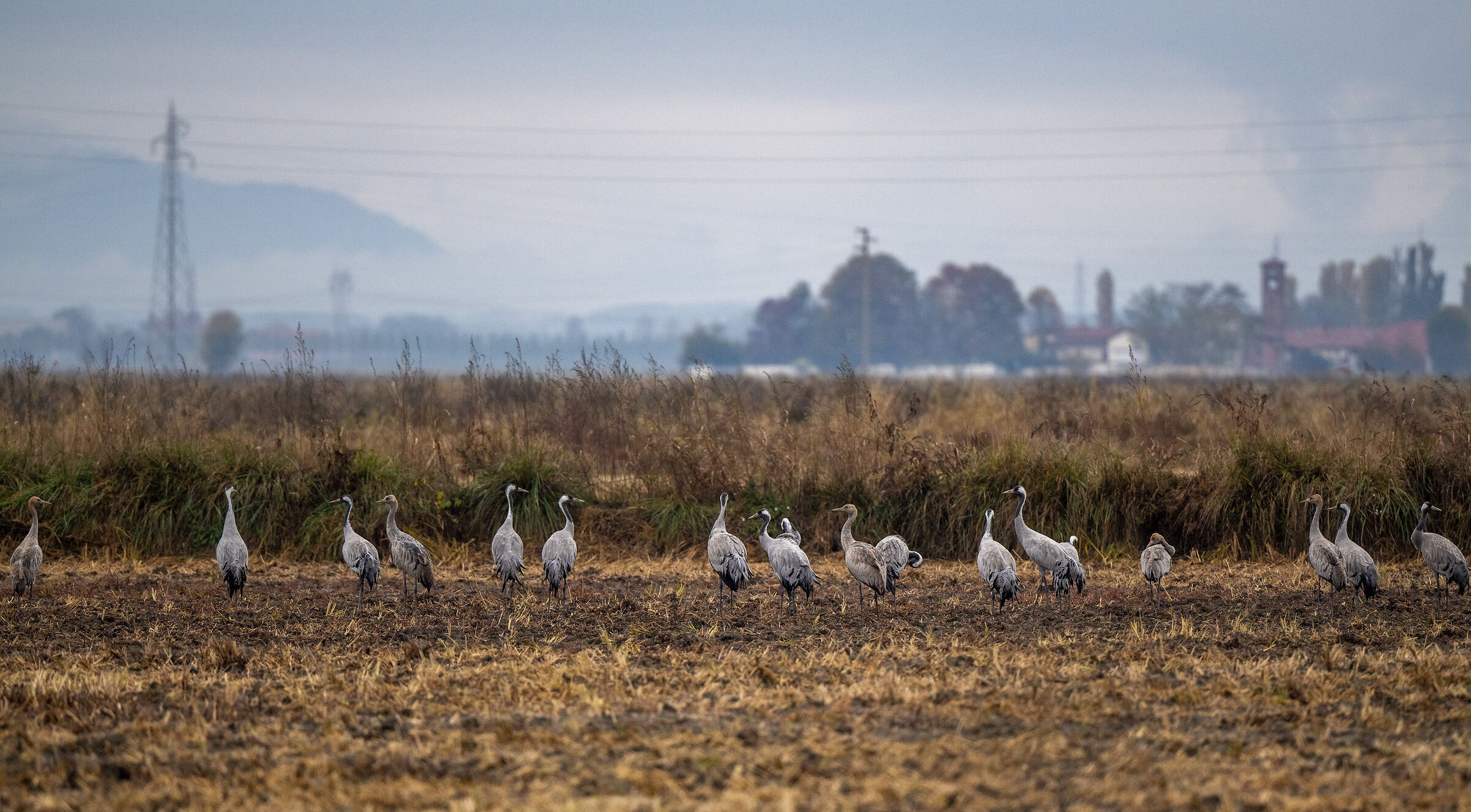 Crane on paddy stubble