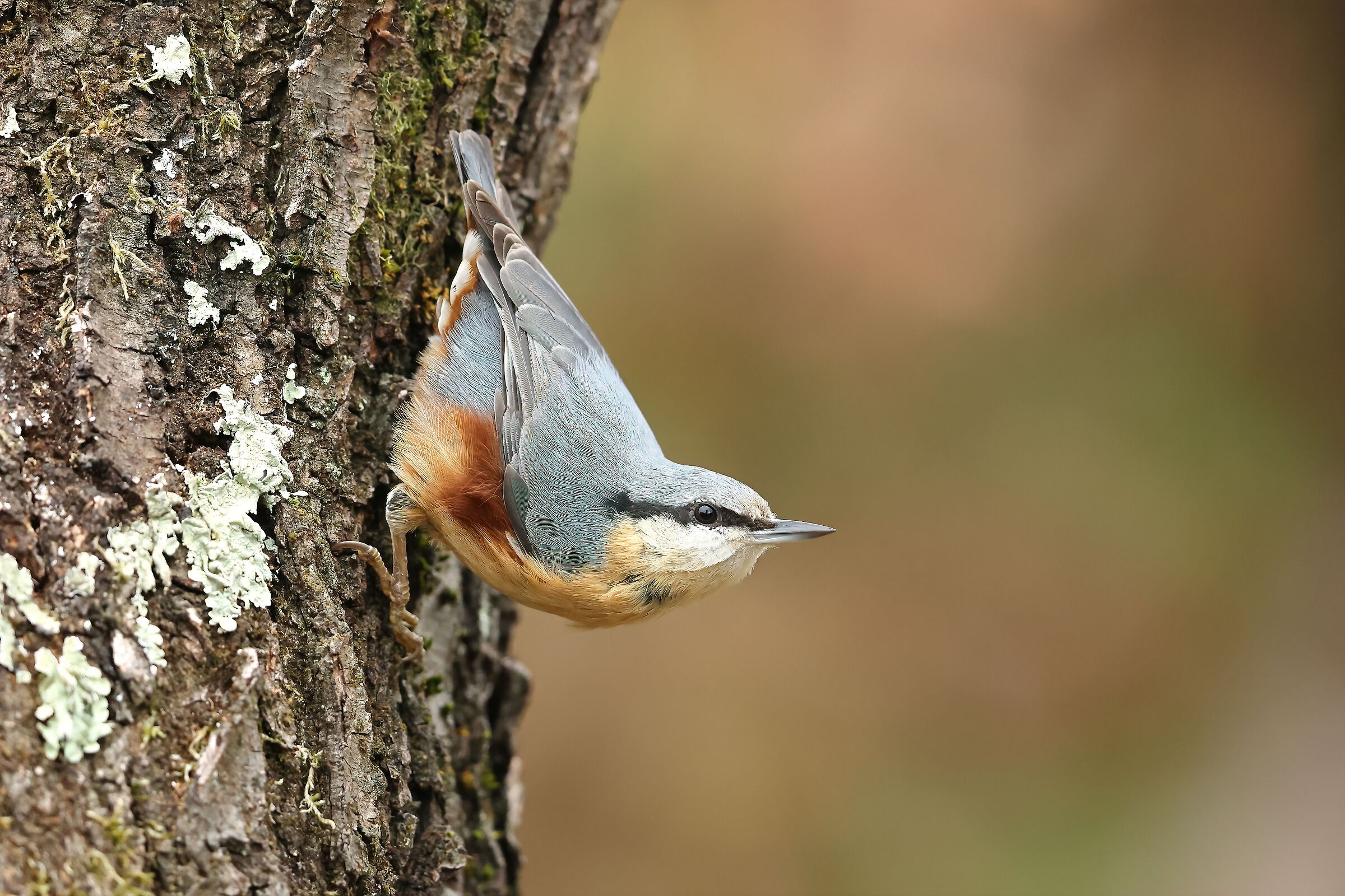 wood nuthatch