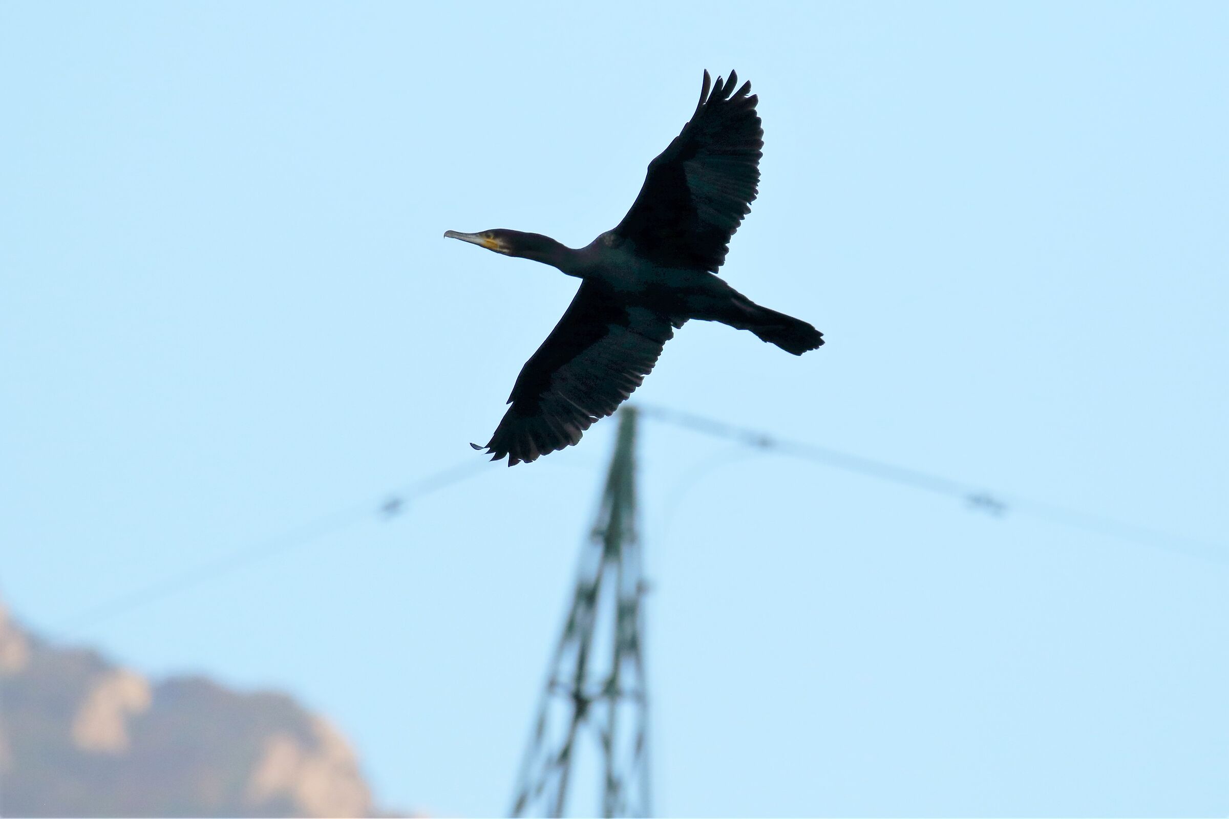 cormorant