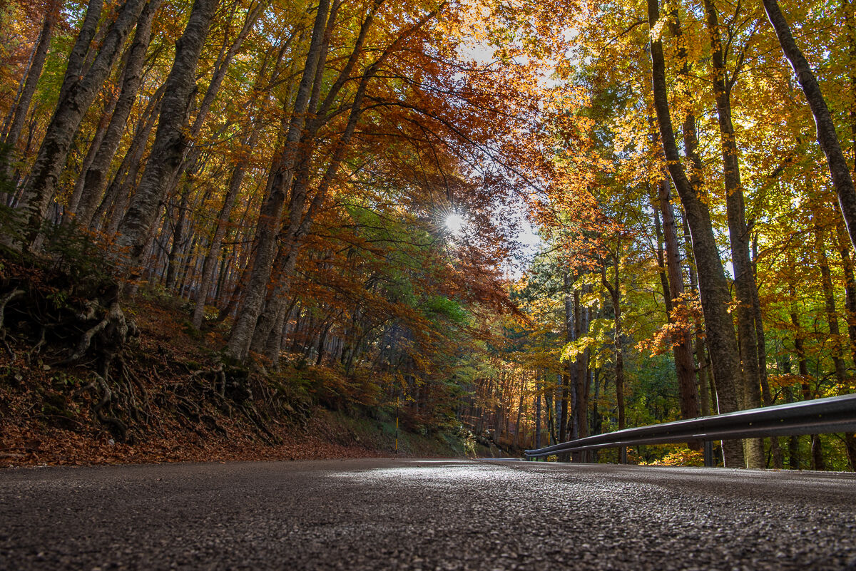 Autumn colors