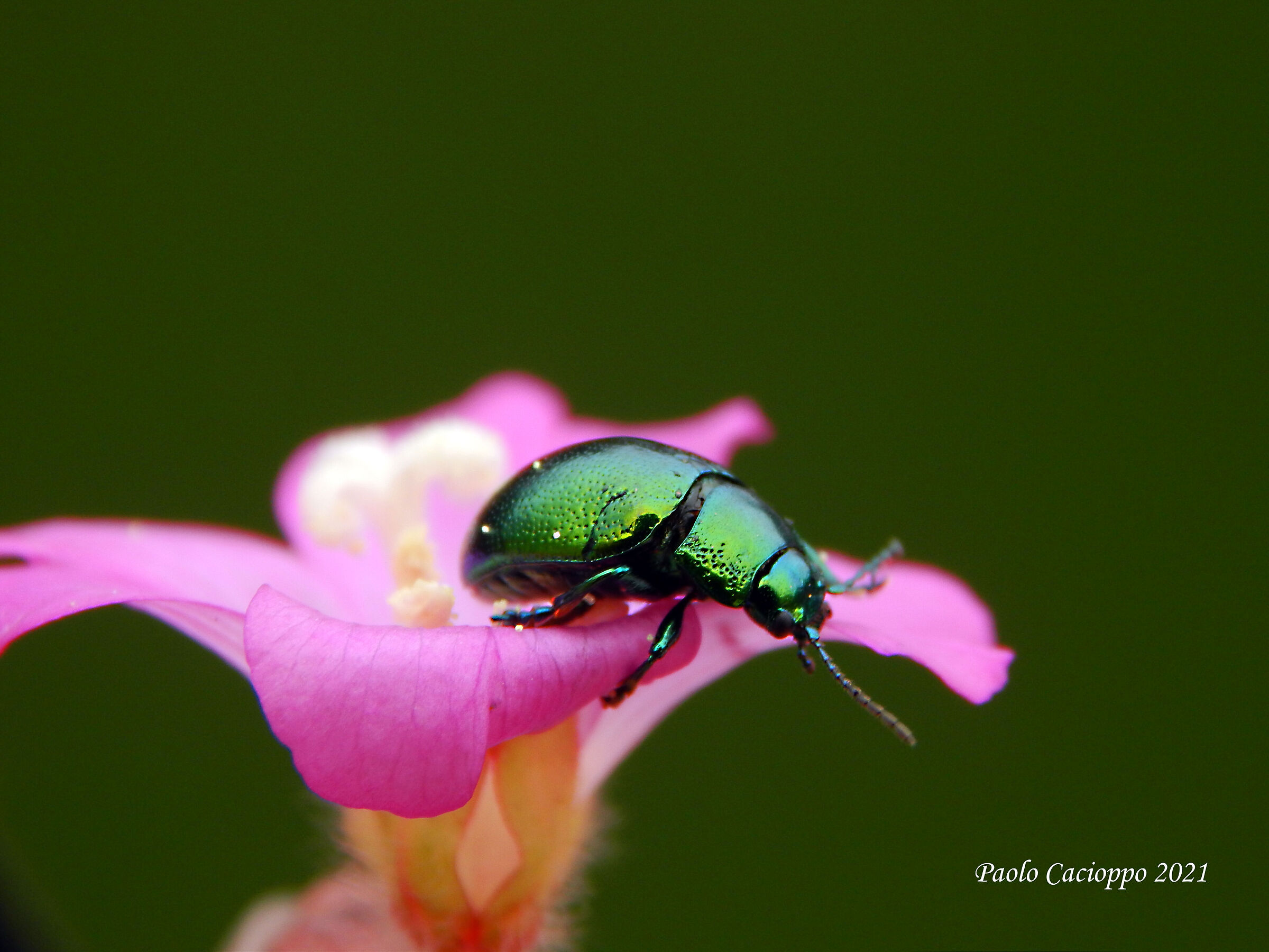 Green Bug su fiore