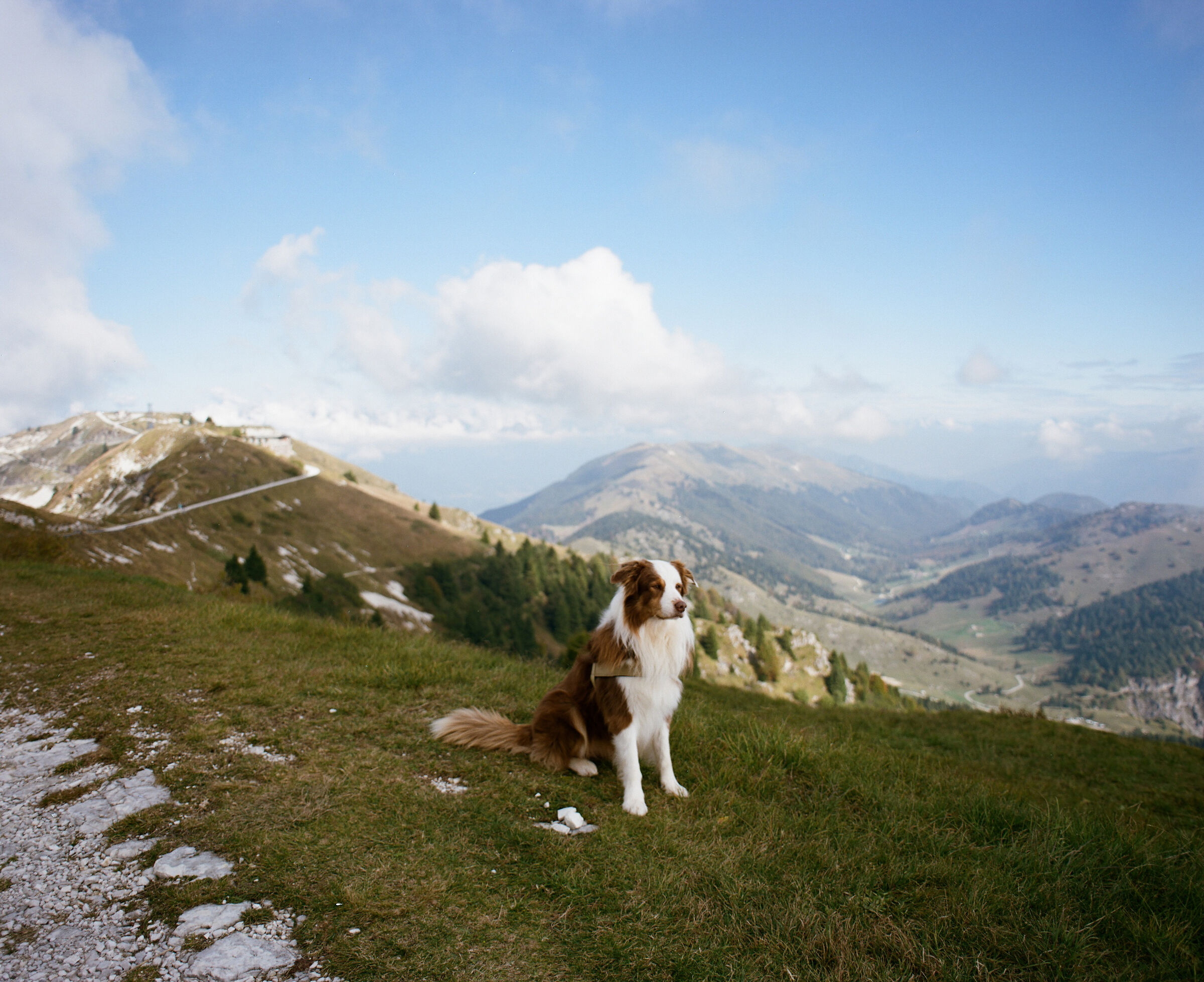 Australian Shepherd - Monte Grappa