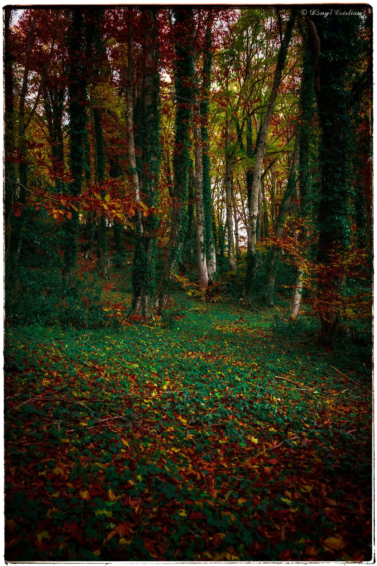 Bosco Sant'Antonino Pescocostanzo