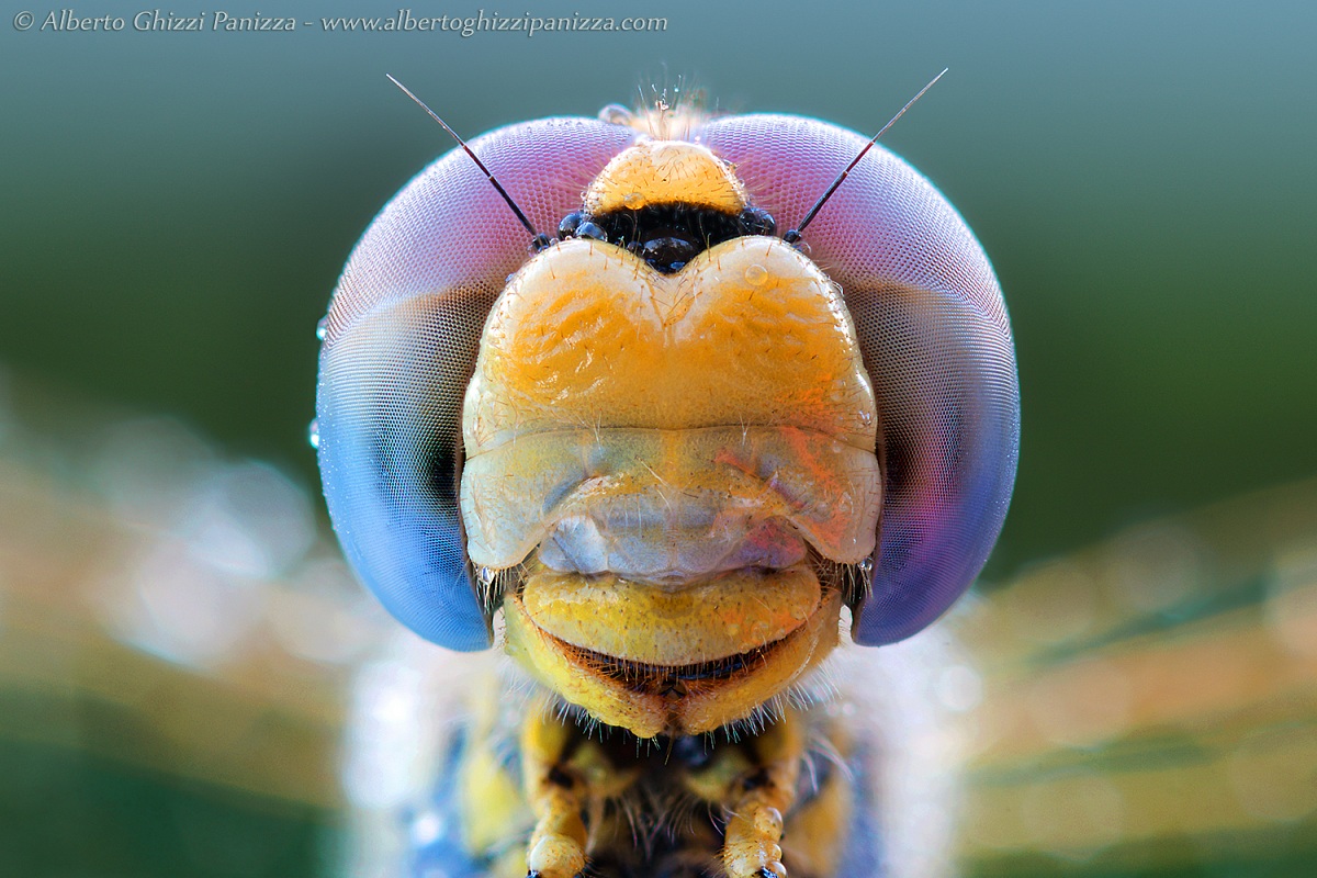 Il casco della Libellula