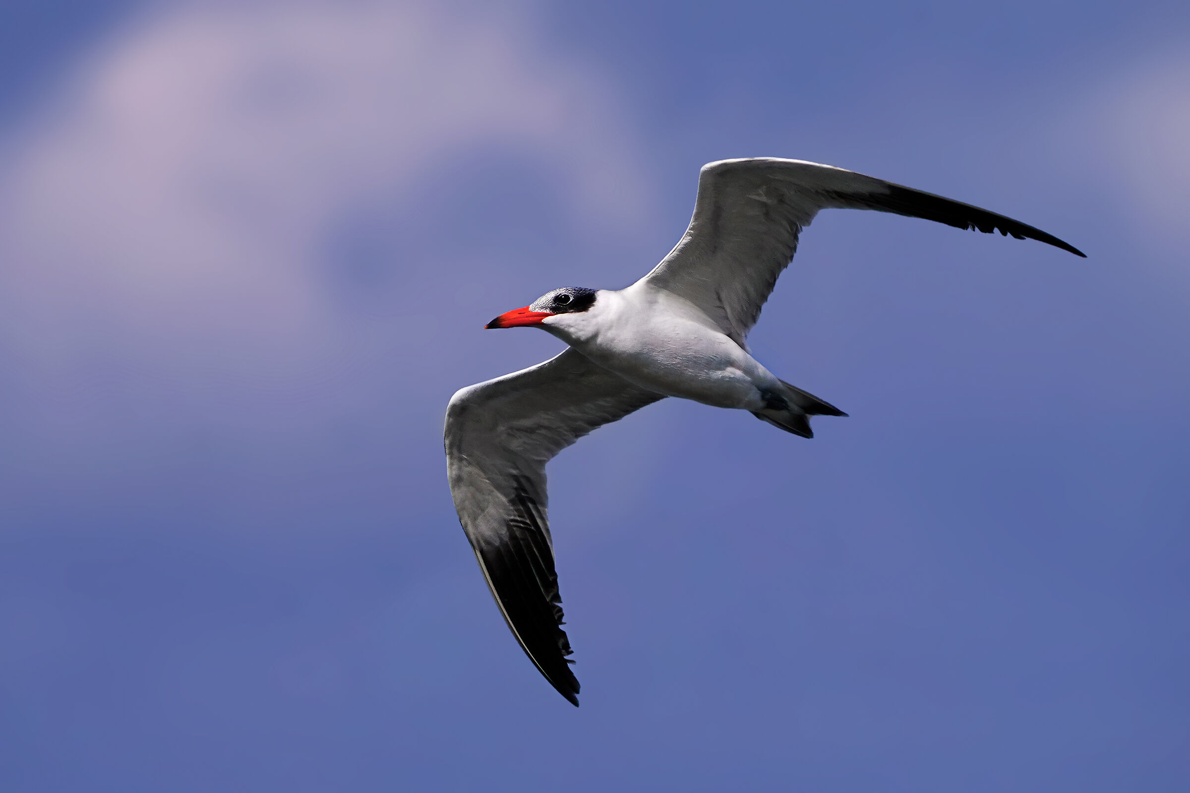 Major tern