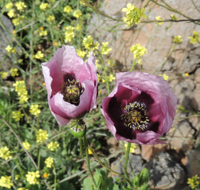 poppies purple-Vilaflor Tenerife