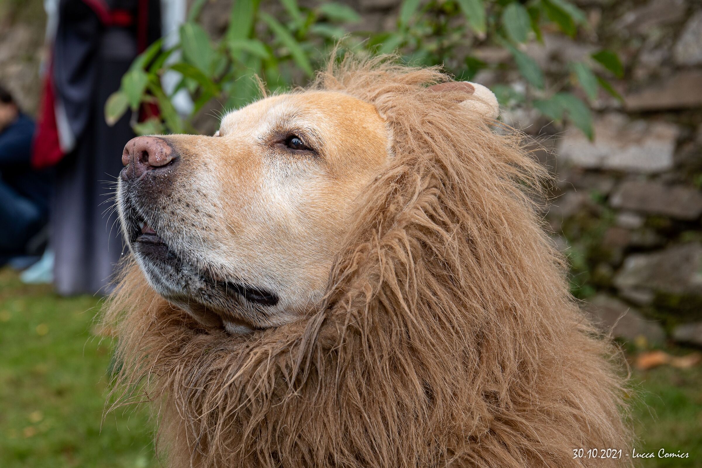 Un po' cane un po' Leone (Lucca Comics 2021)