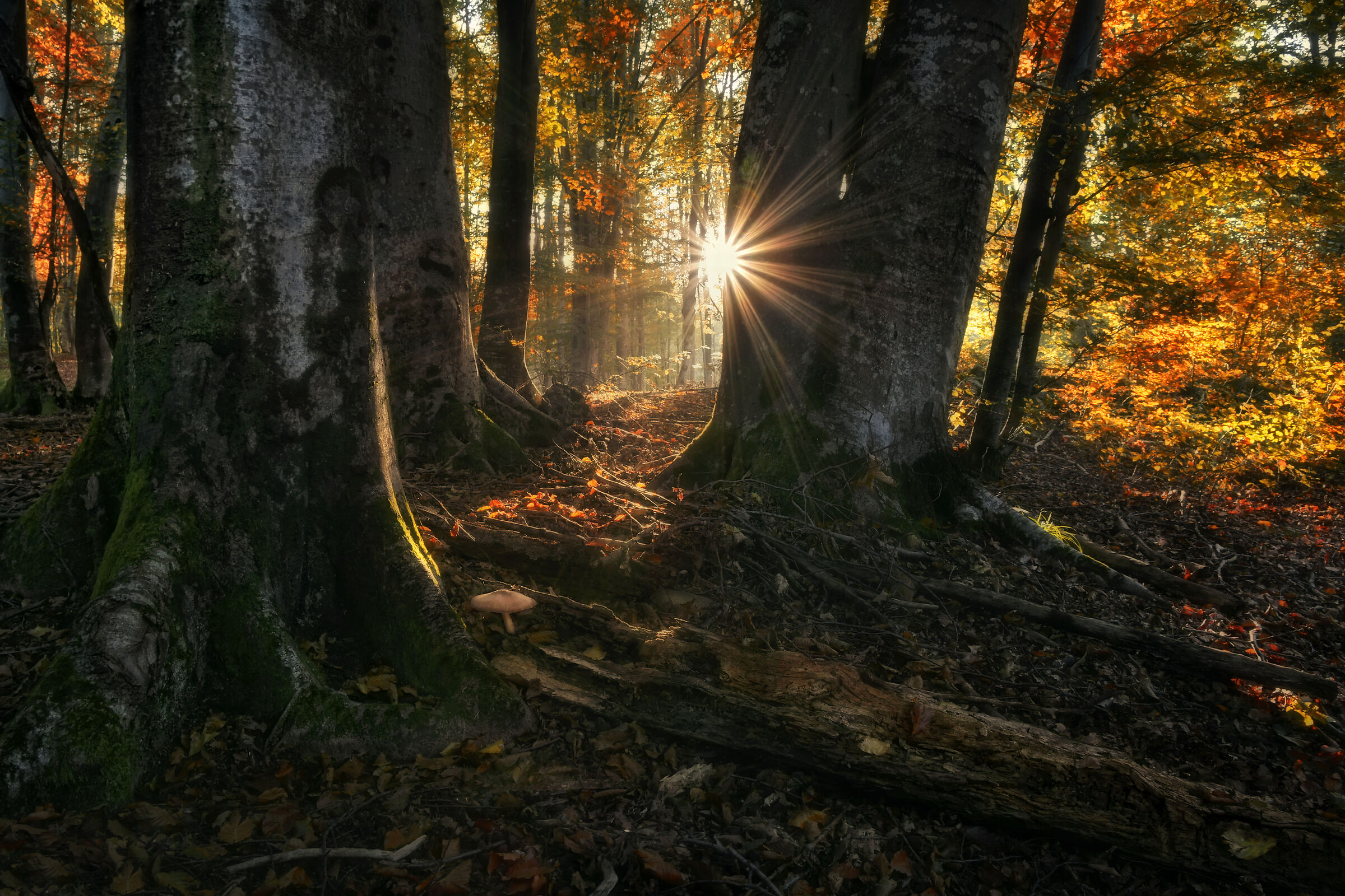 Getting lost in the morning light