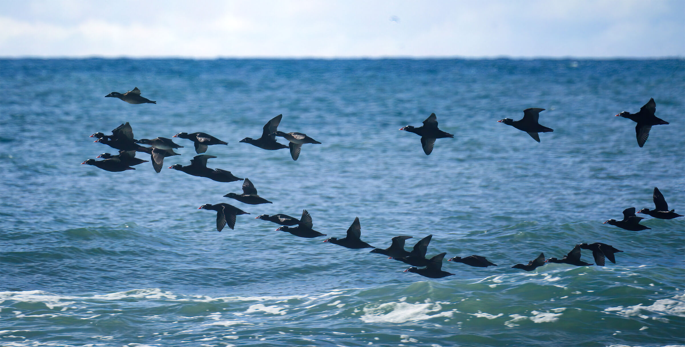 surf scoters migrazione invernale