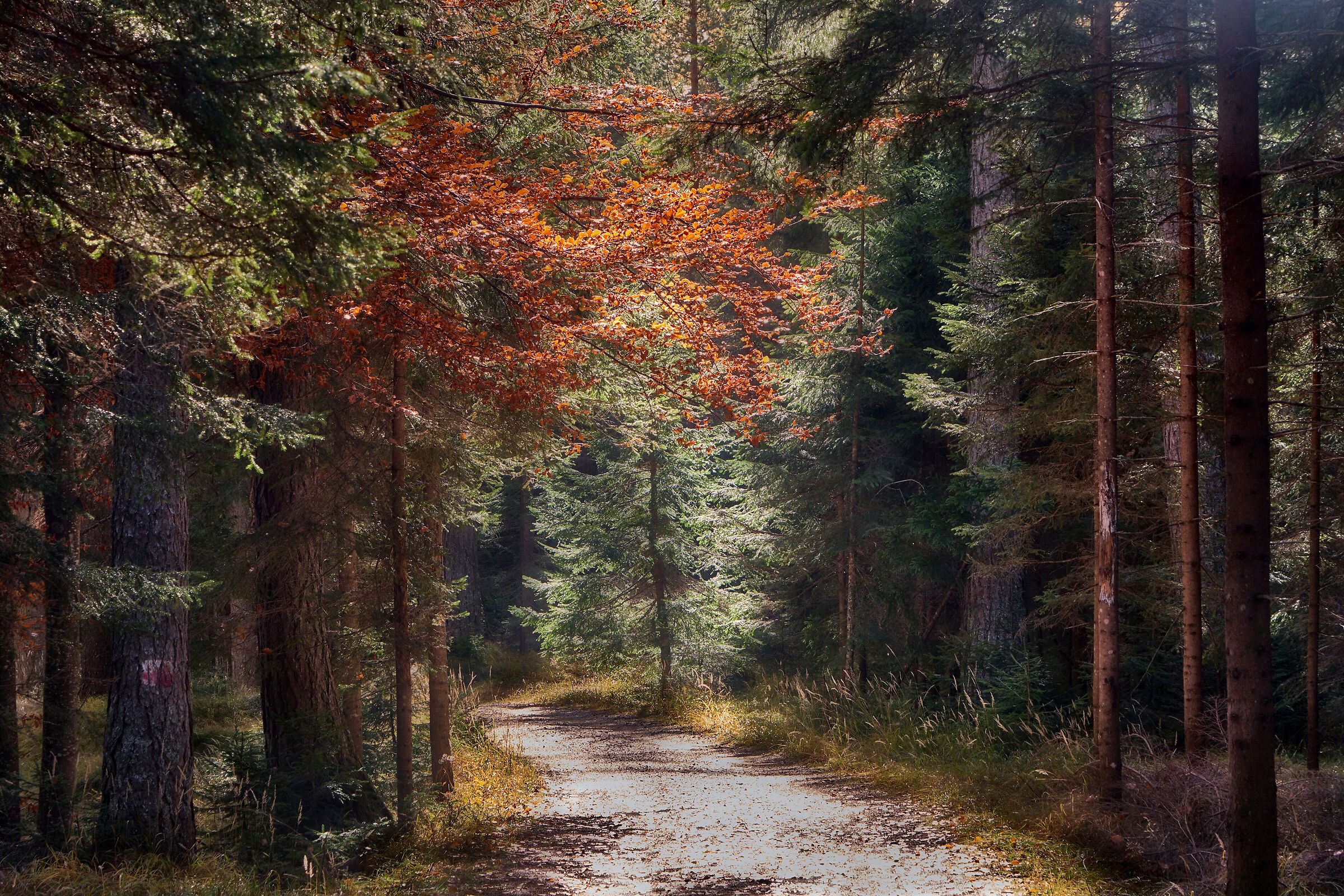 Autumn in Pian di Ra Spines - Cortina