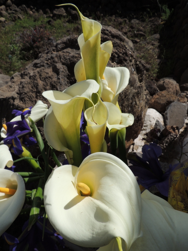 lilies Ifonche-Tenerife