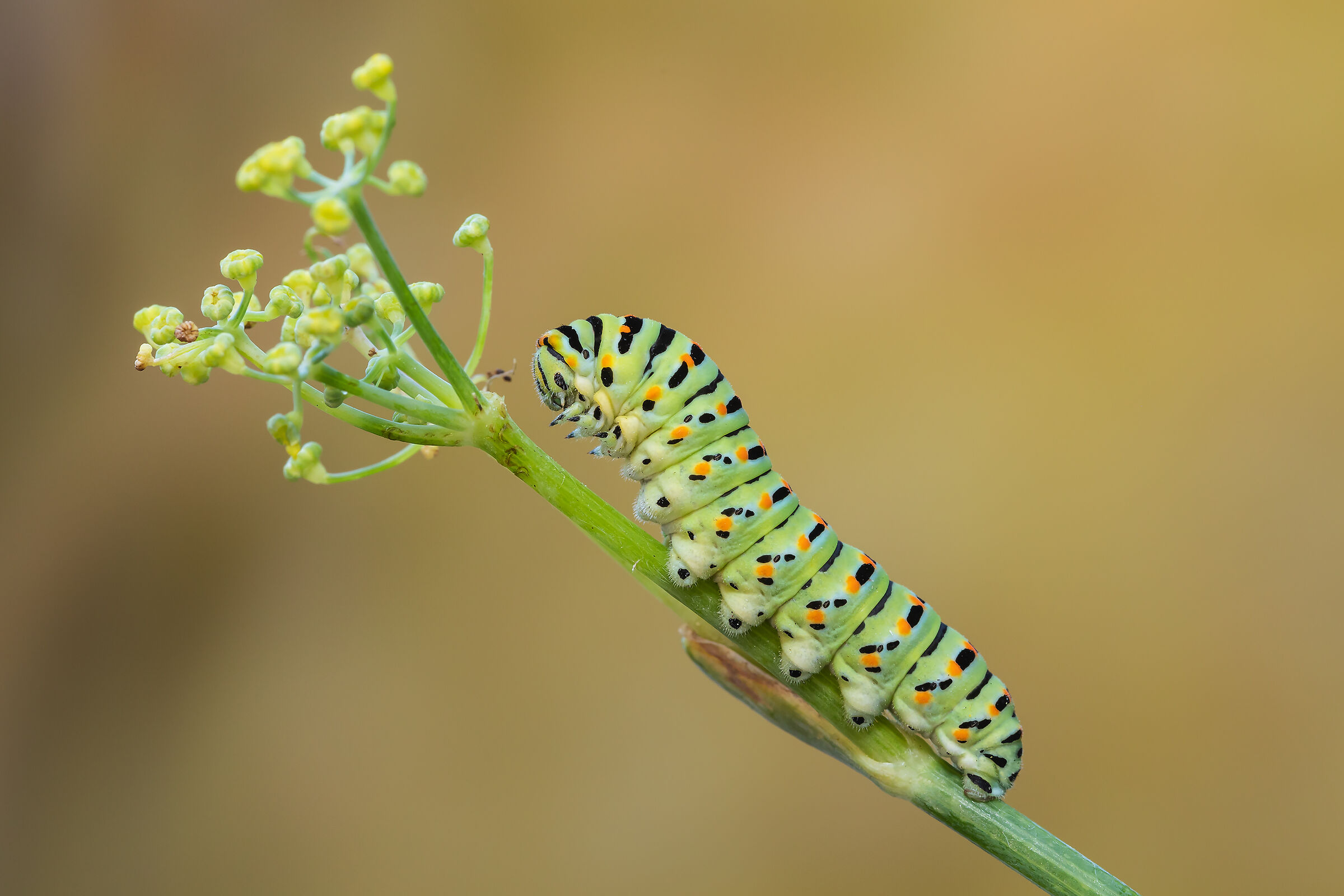 Macaone caterpillar