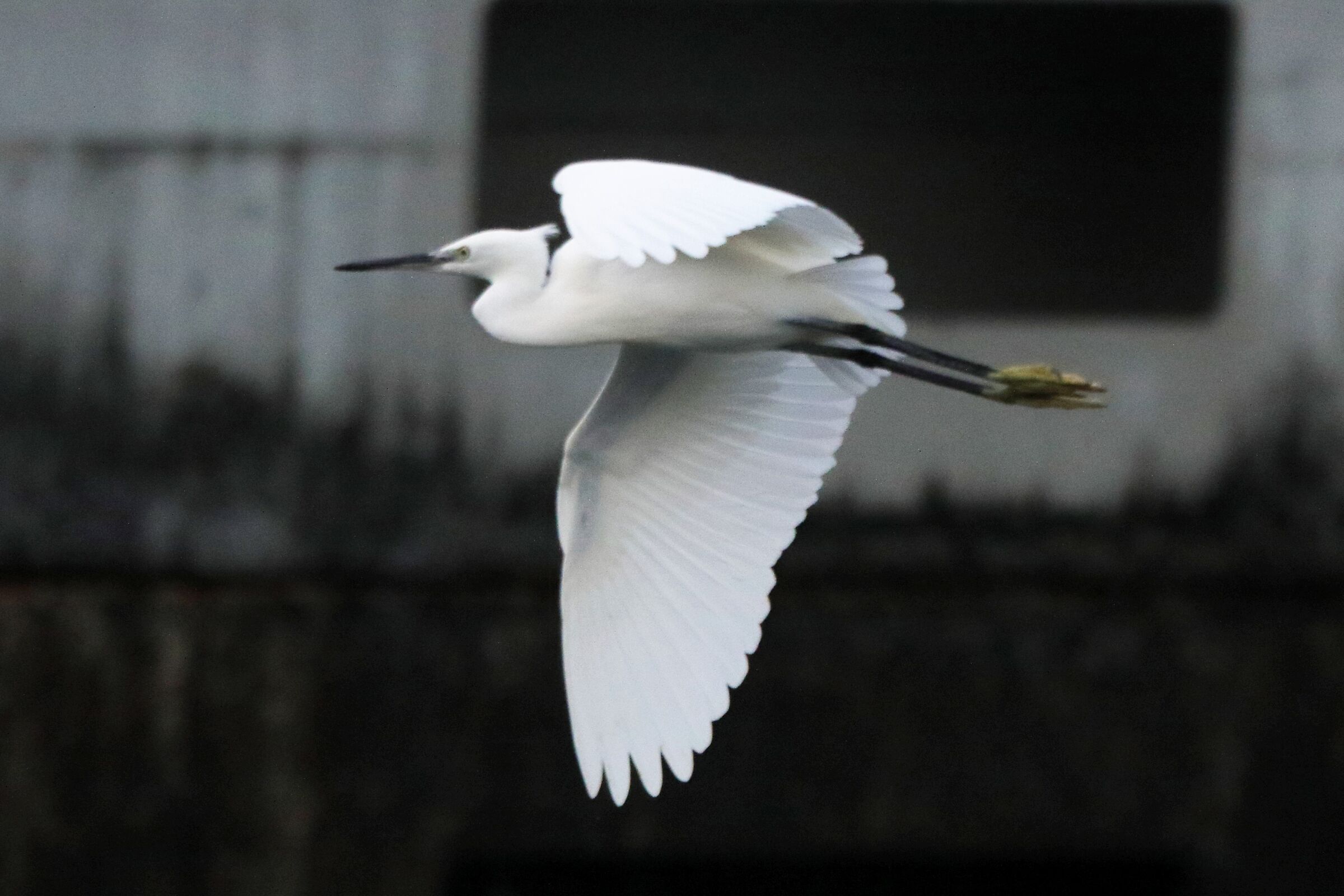 egret