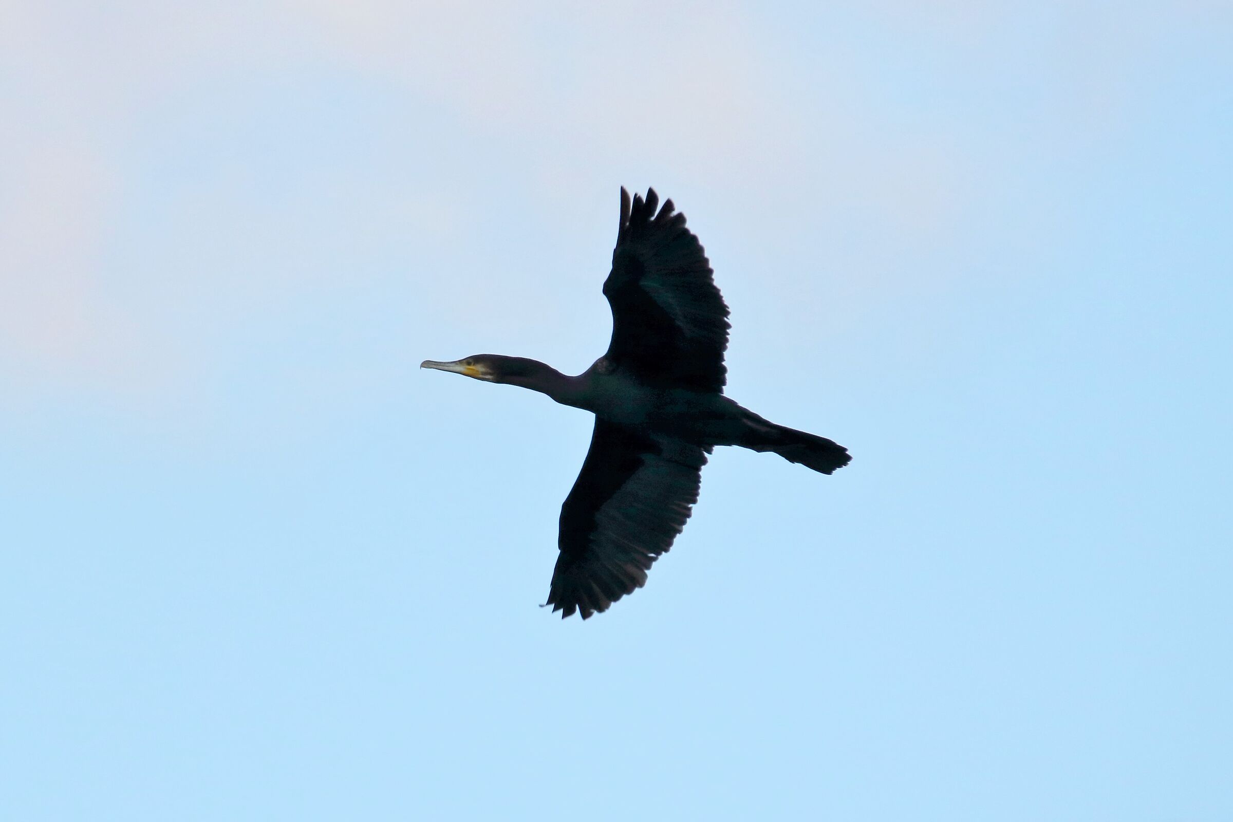 cormorant