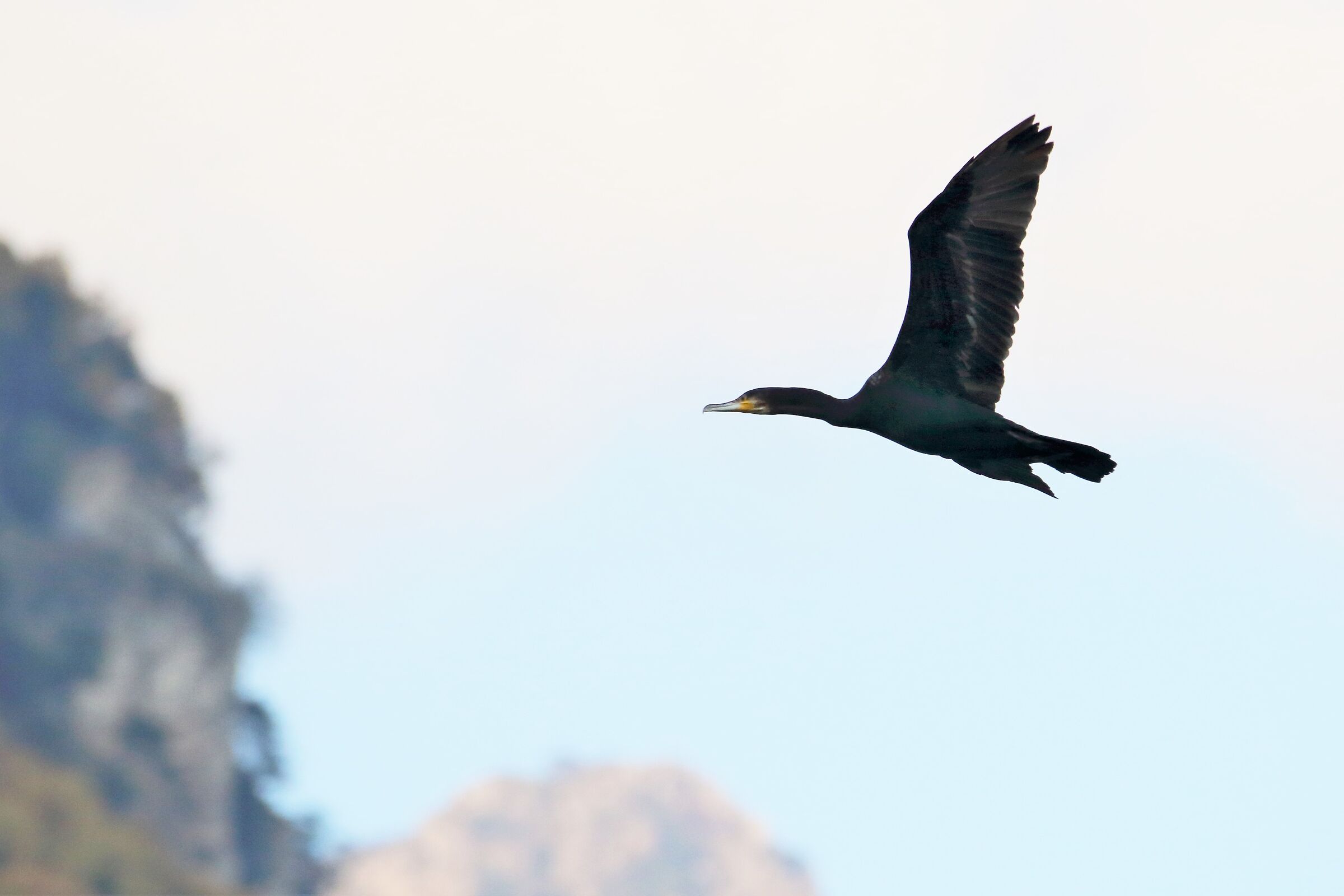 cormorant