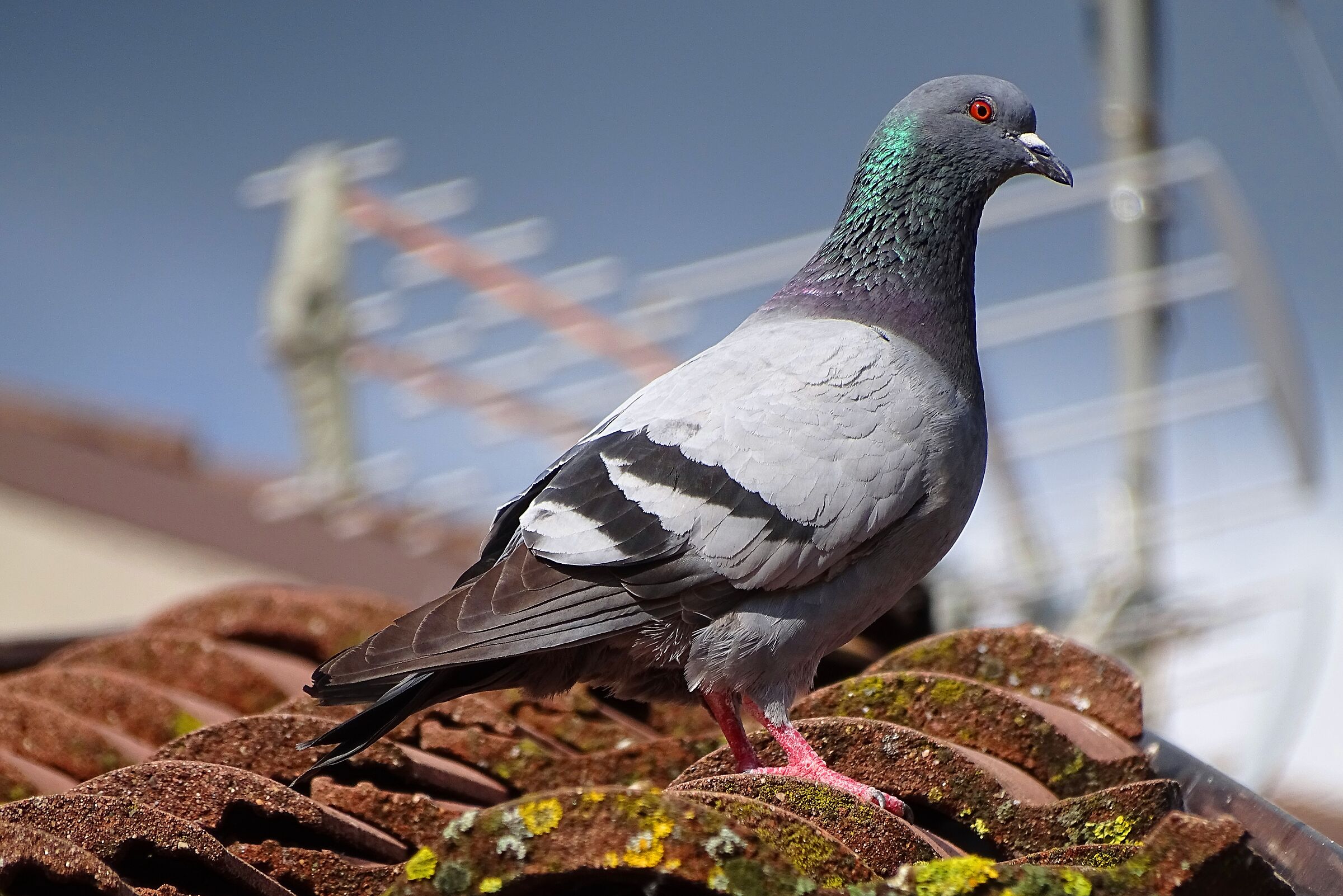 Pigeon