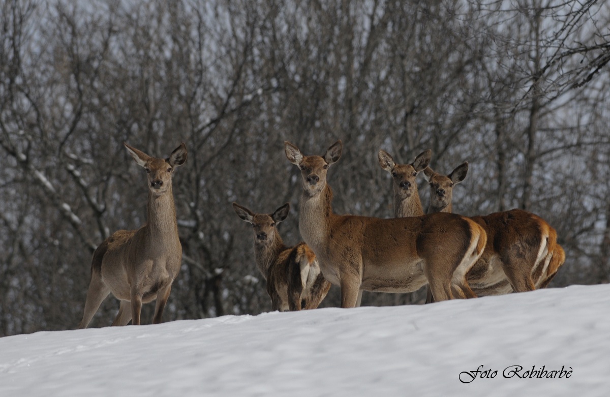 Femmine di Cervo......L'harem.....