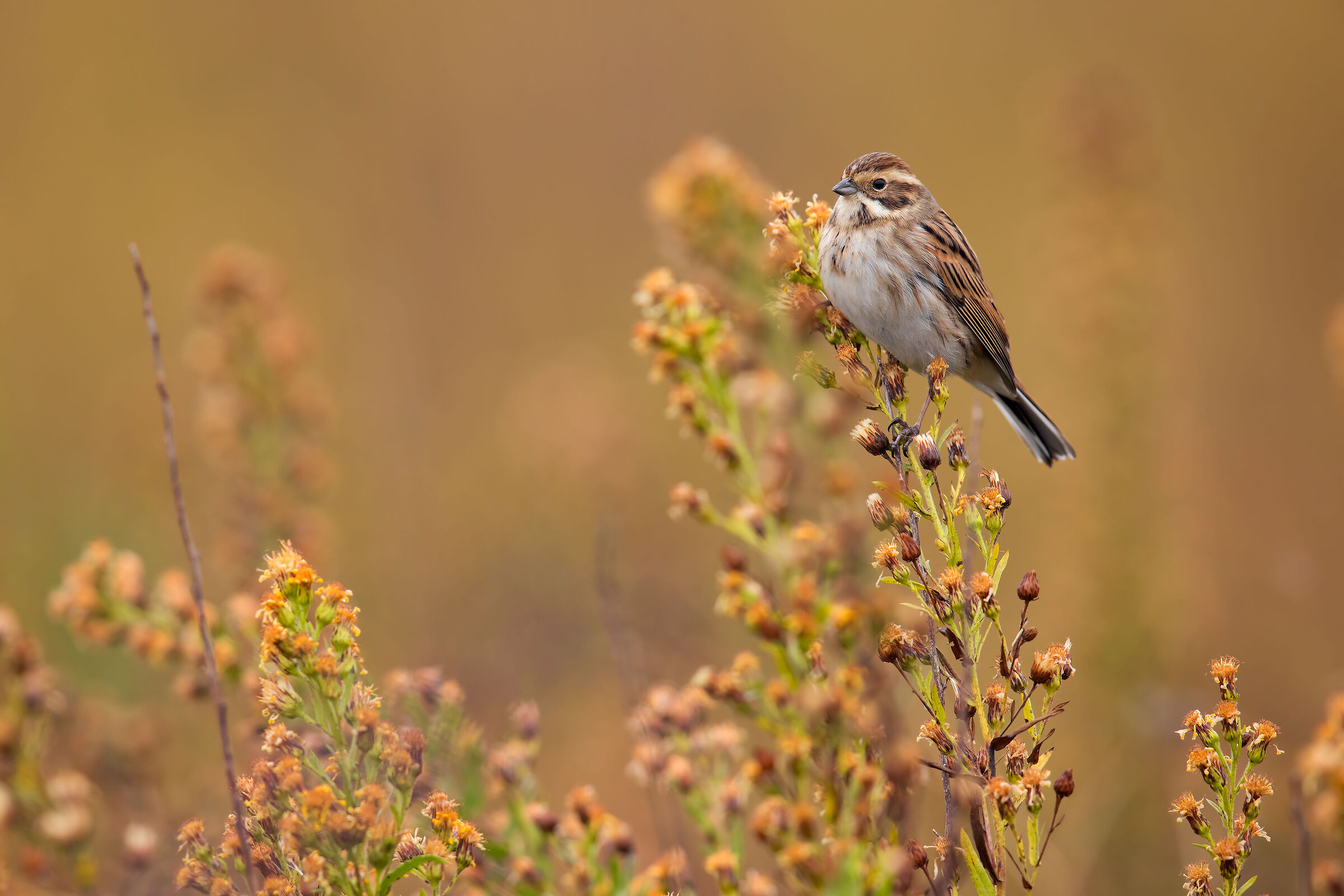 Migliarino of Palude