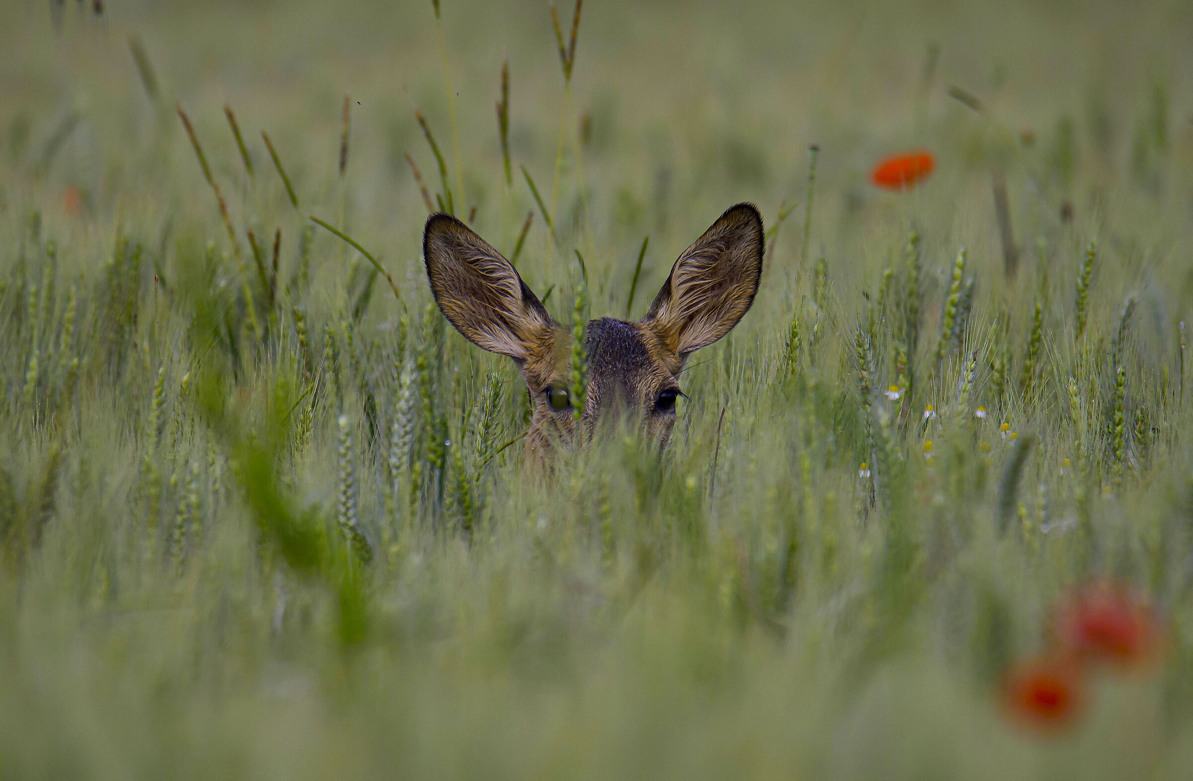 Capriolo nel frumento