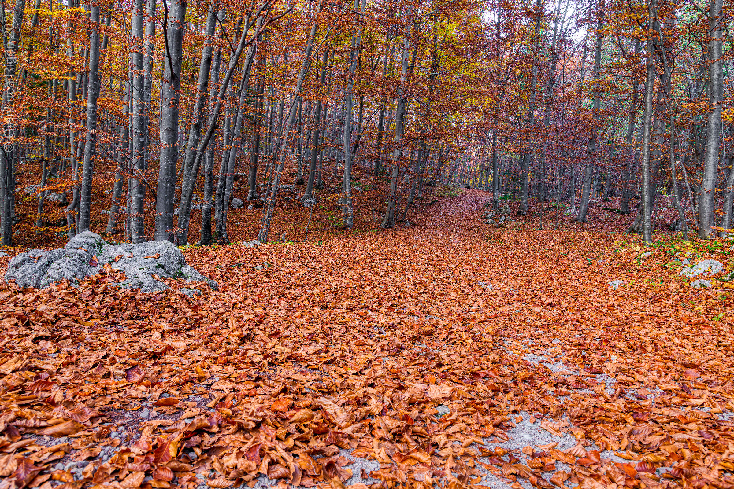Un tappeto di foglie