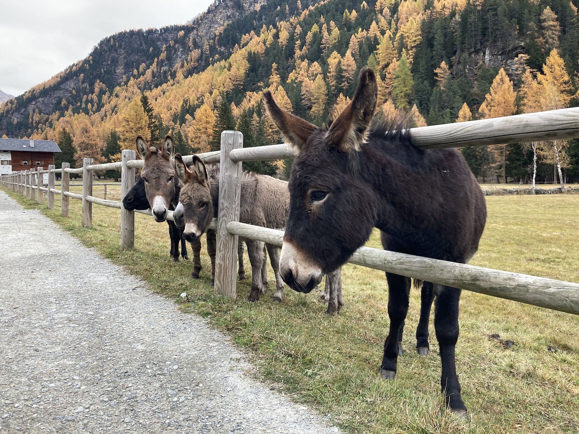 The donkeys of Valfurva