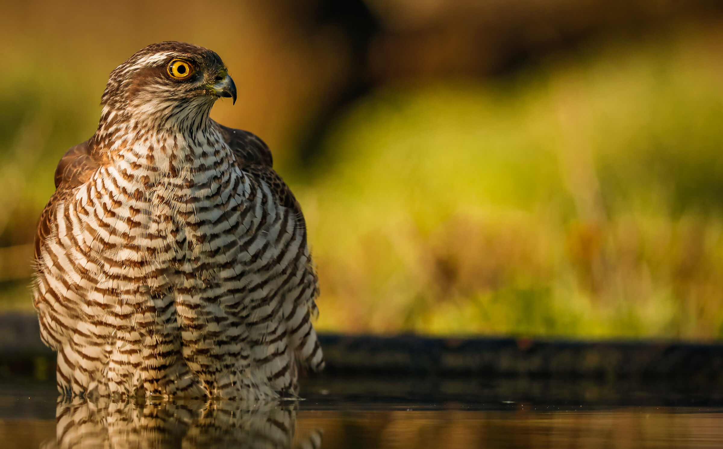 Al tramonto - At sunset
