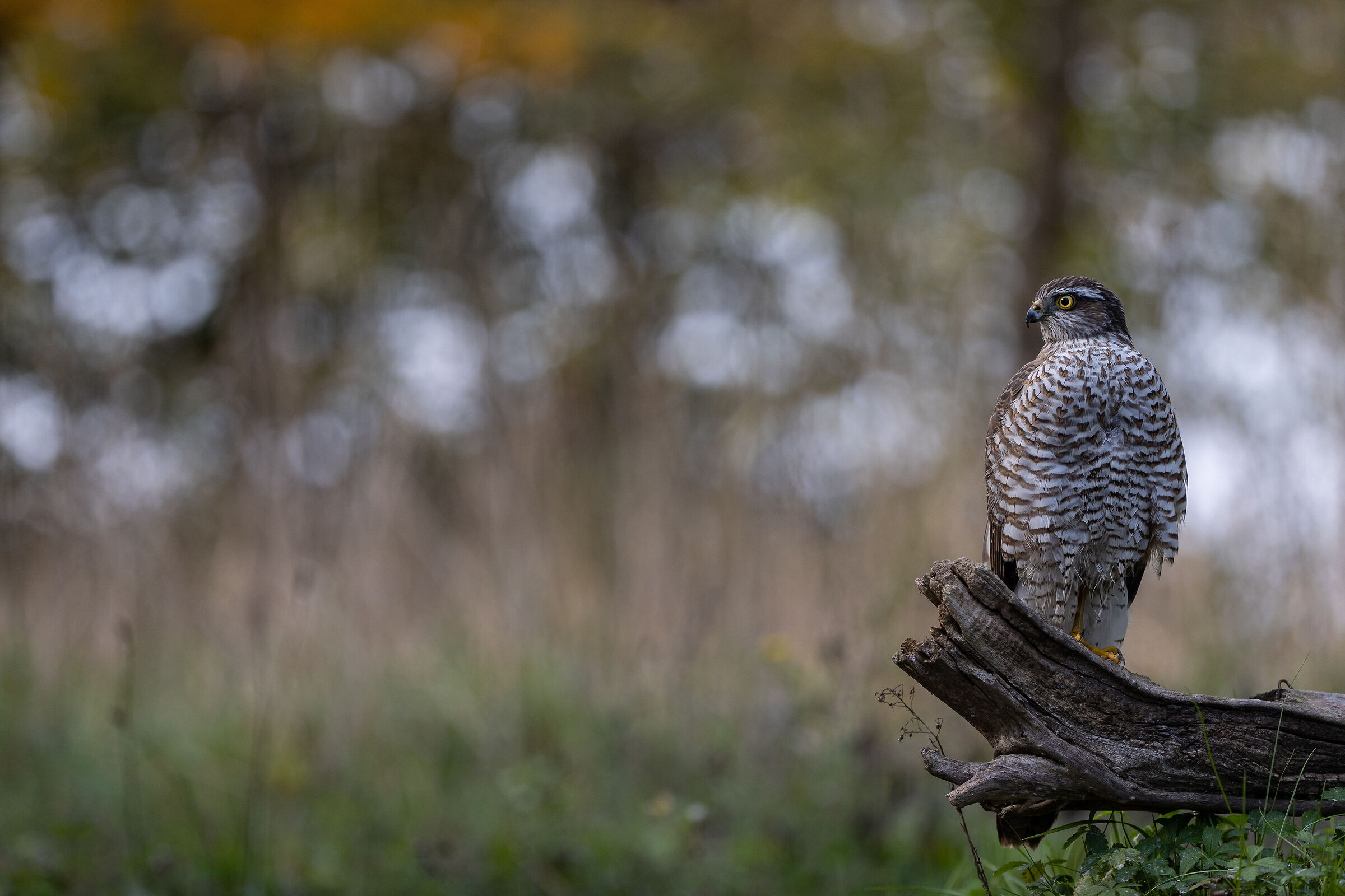 Il guardiano dell'autunno - The autumn guardian