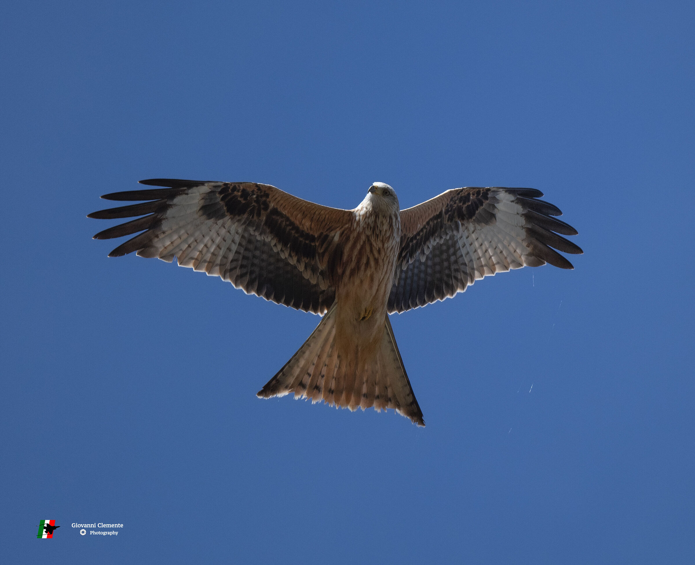 Red kite