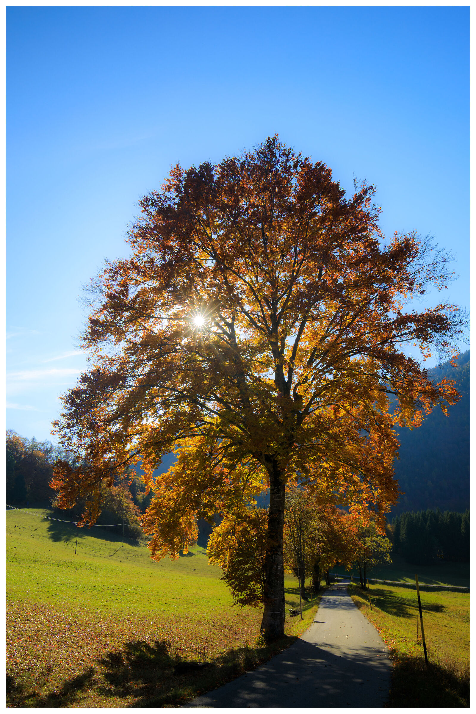 il grande faggio di lavarone