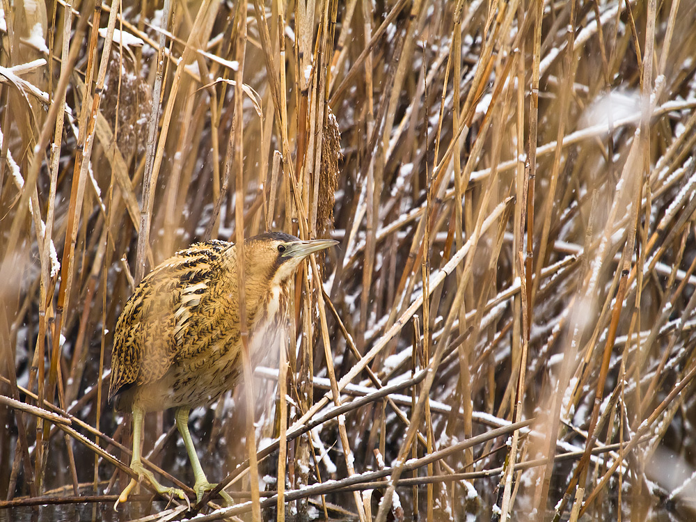 Bittern