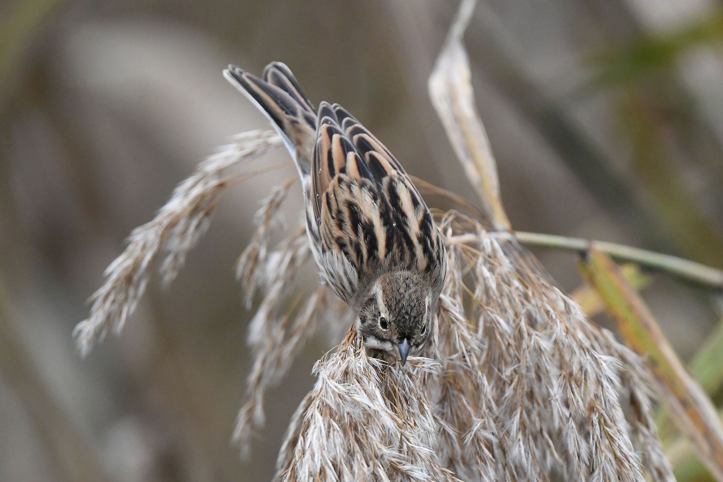 migliarino di palude