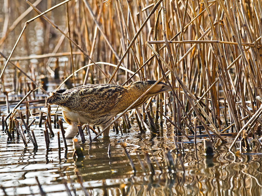 Bittern
