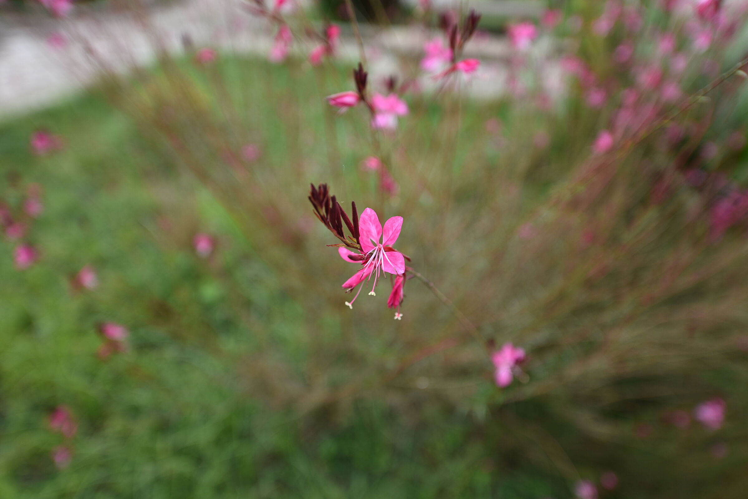 Nikon 750 / Zeiss Otus 28, 1.4