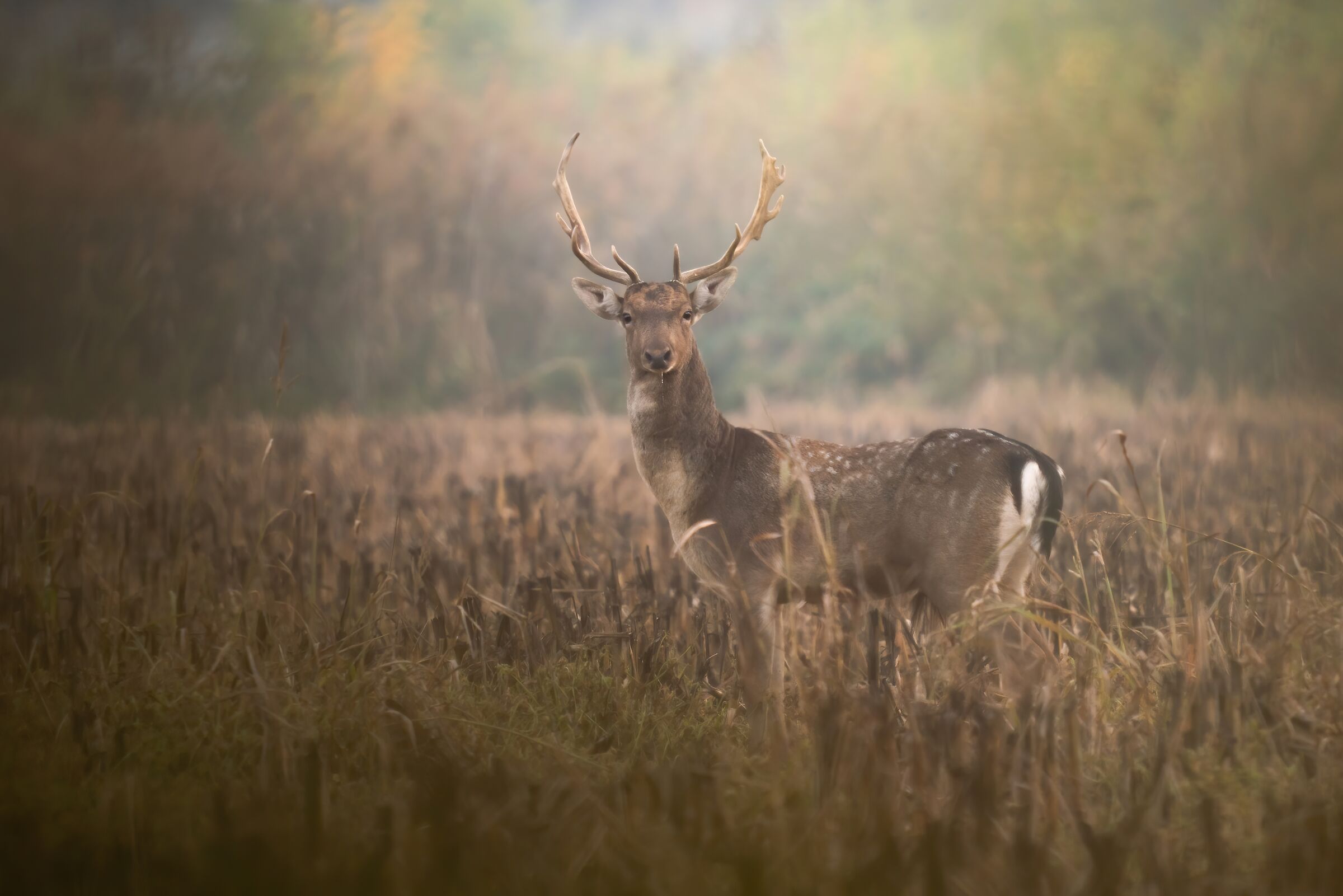 Deer at the last lights