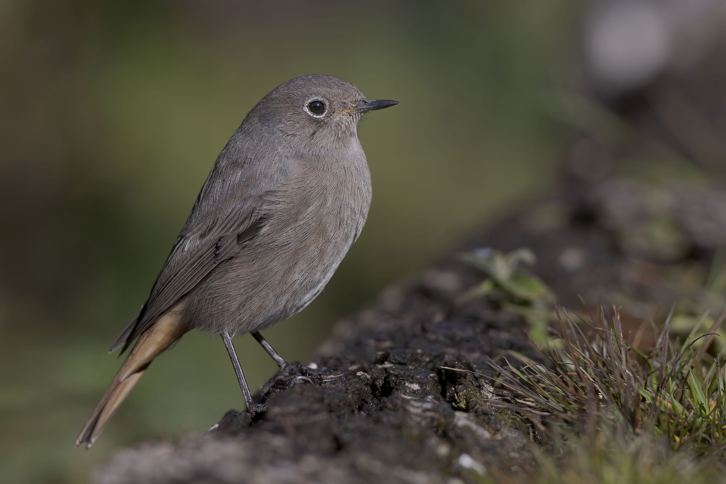 Codirosso spazzacamino