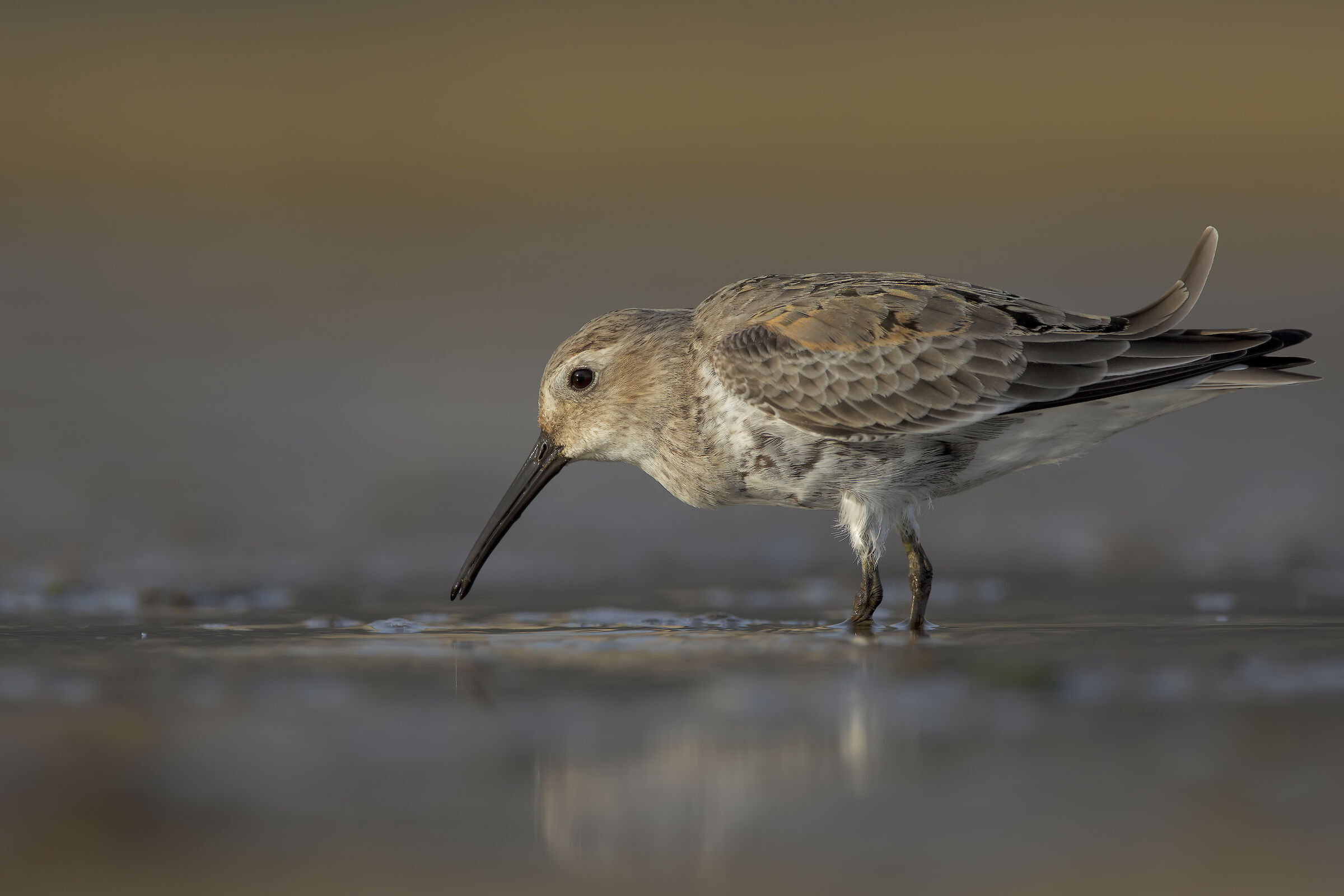 Piovanello pancianera