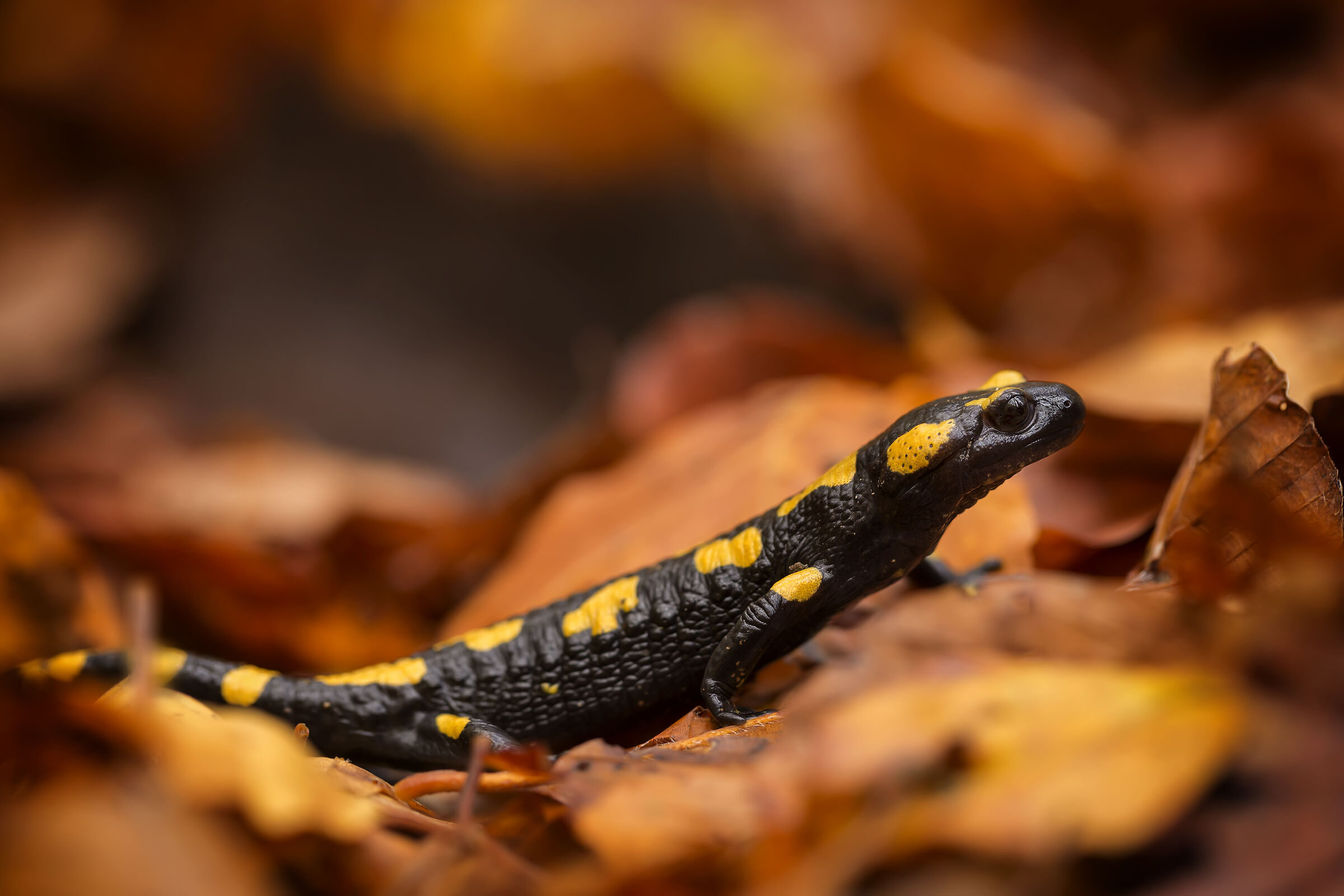 Salamandra Pezzata