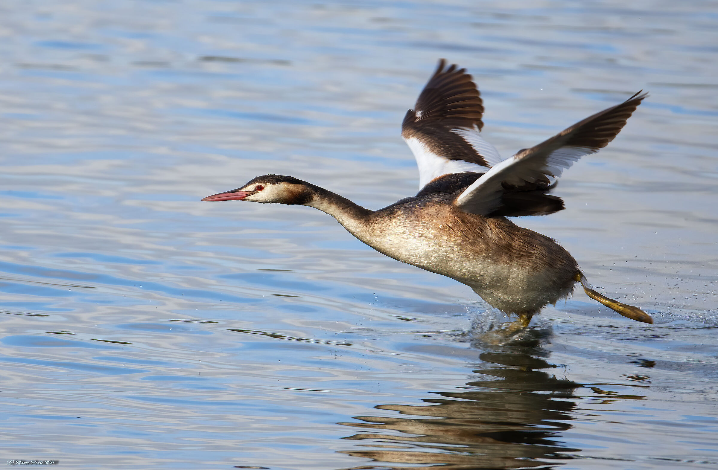 Great crested grebe... take-off