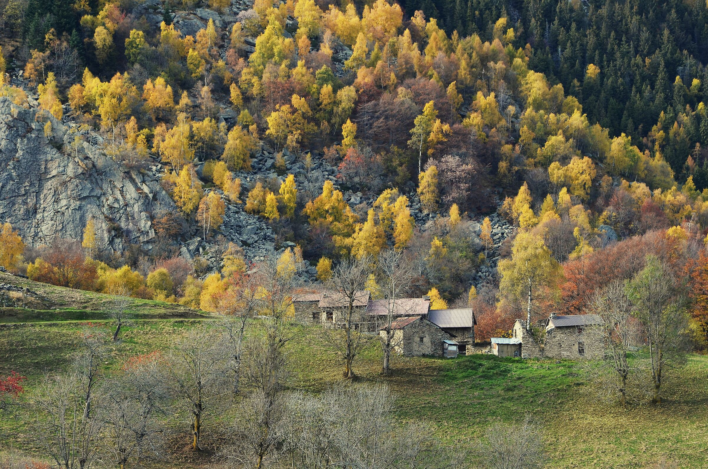yellow trees