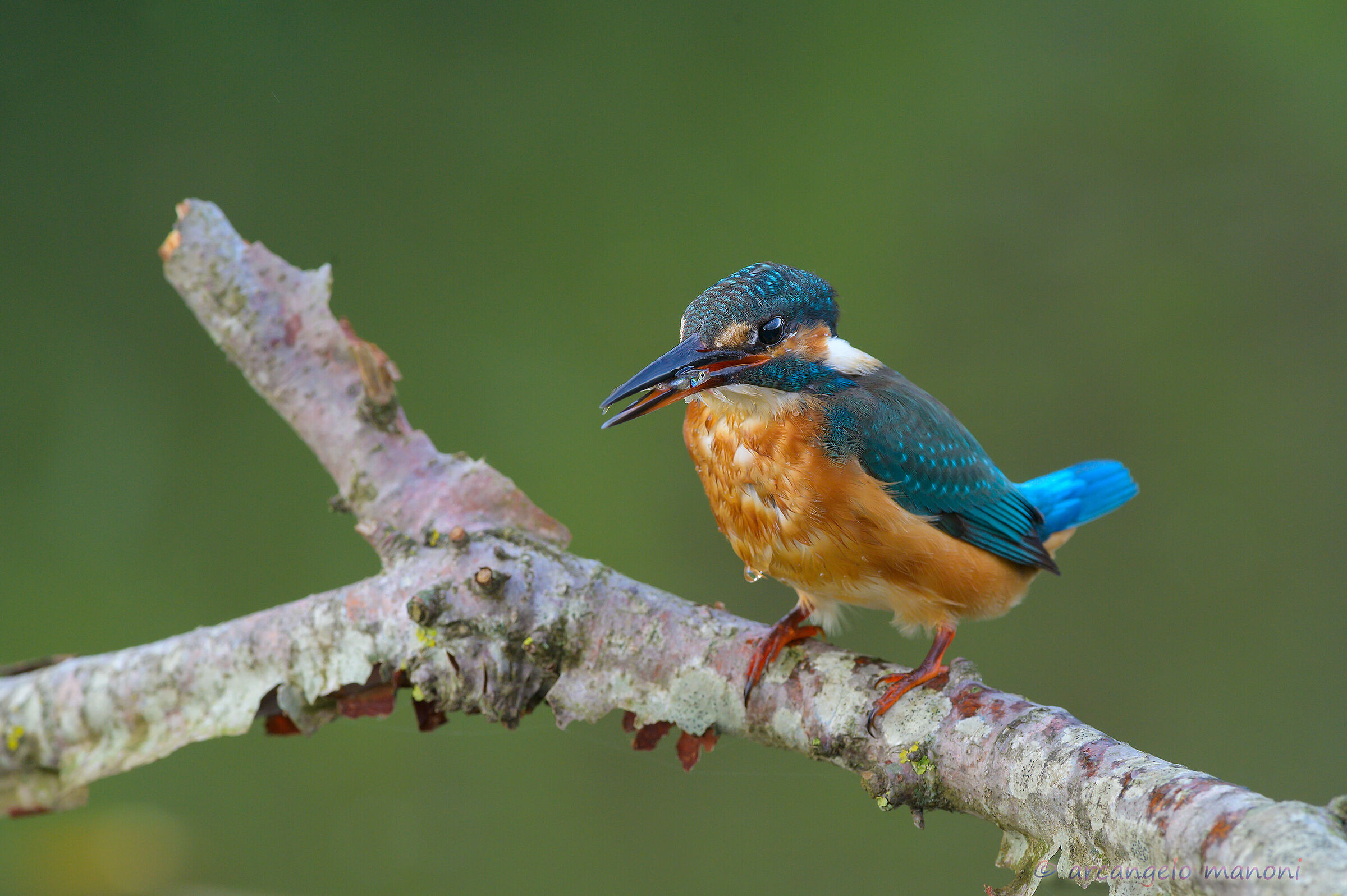 The desperation of the prey