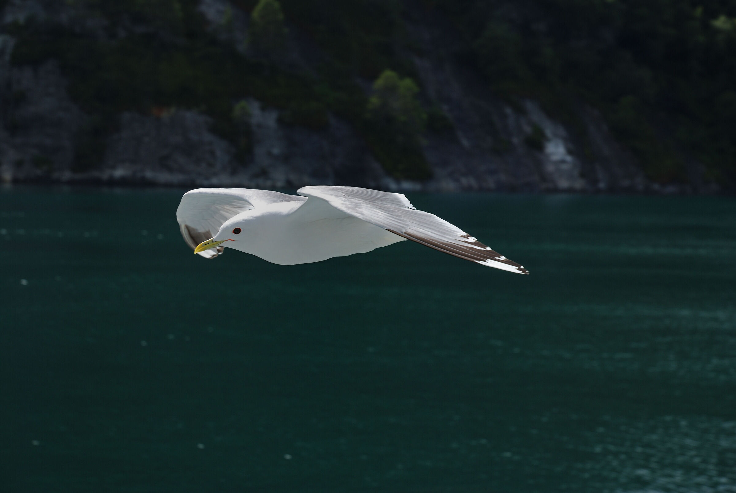 Herring gull, Geiranger, Norway