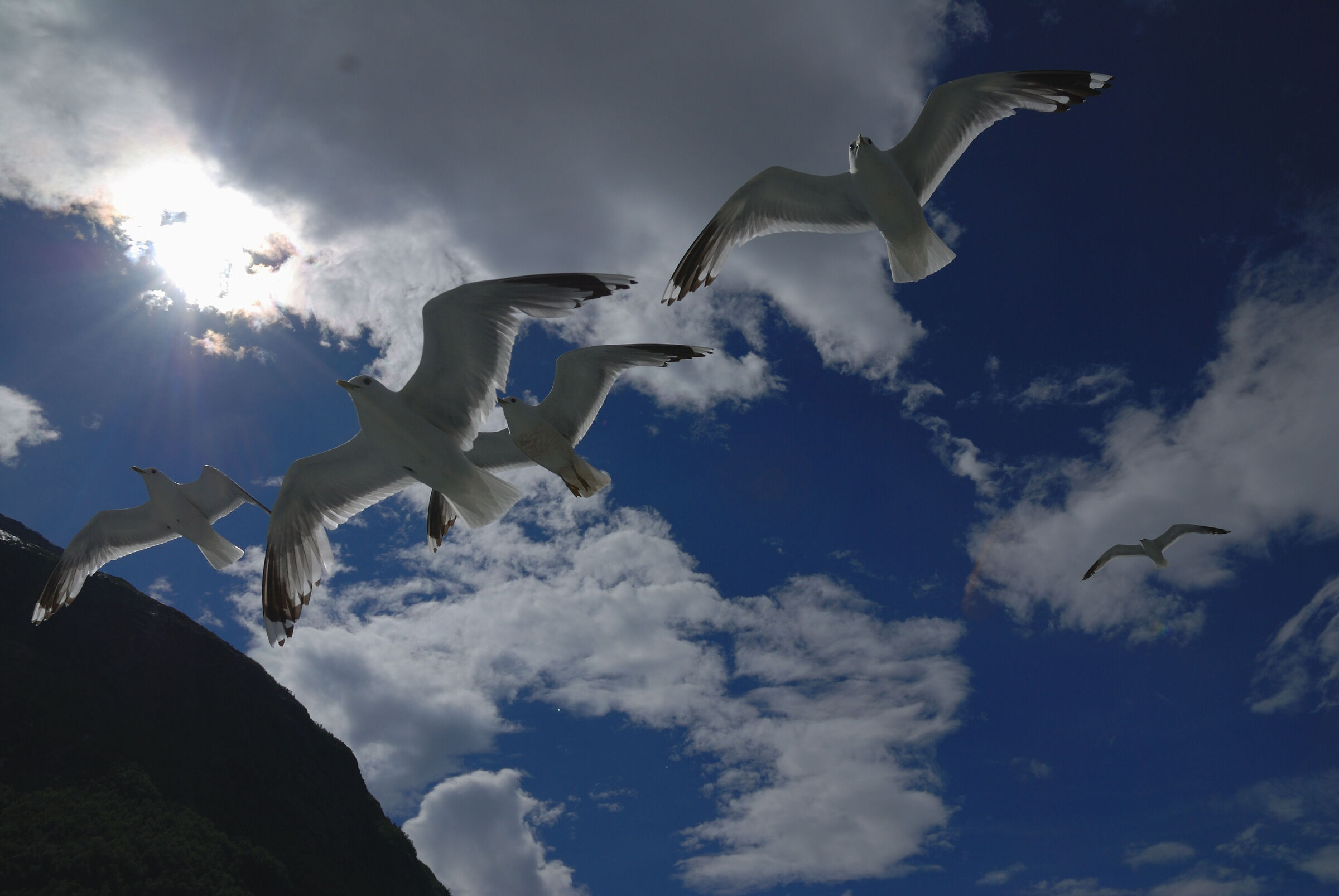 Herring gull, Geiranger, Norway