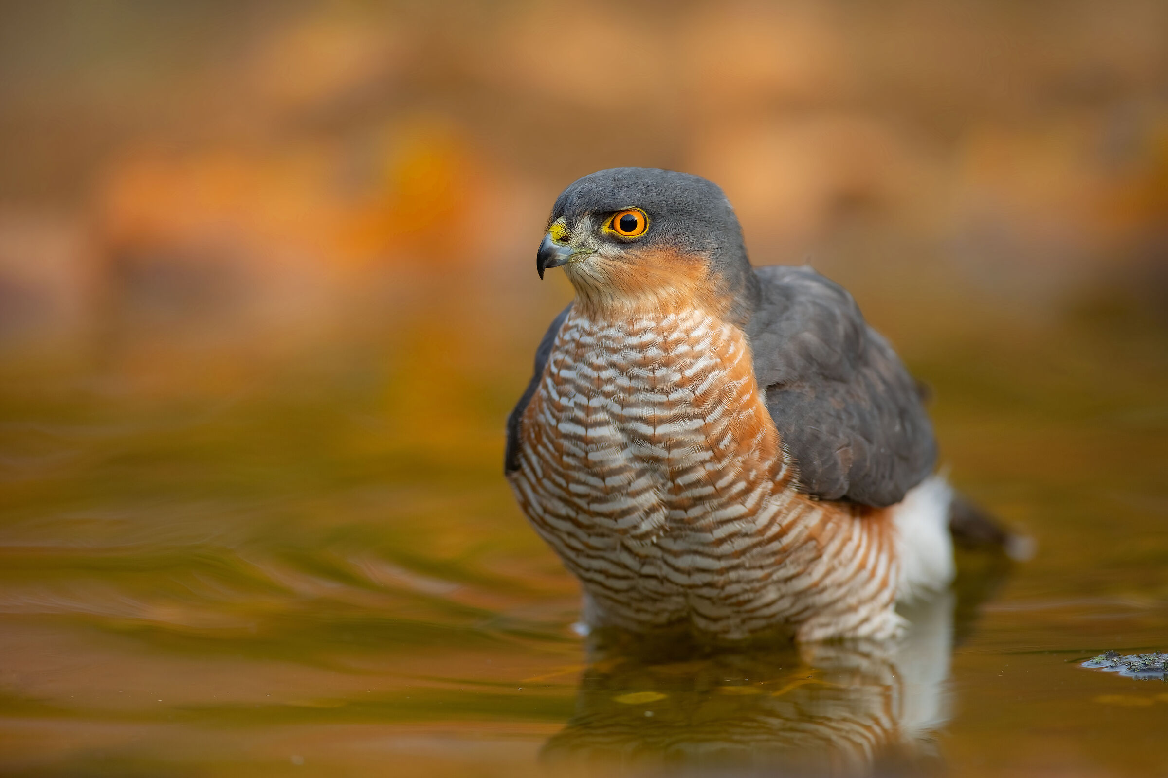 Sparrowhawk